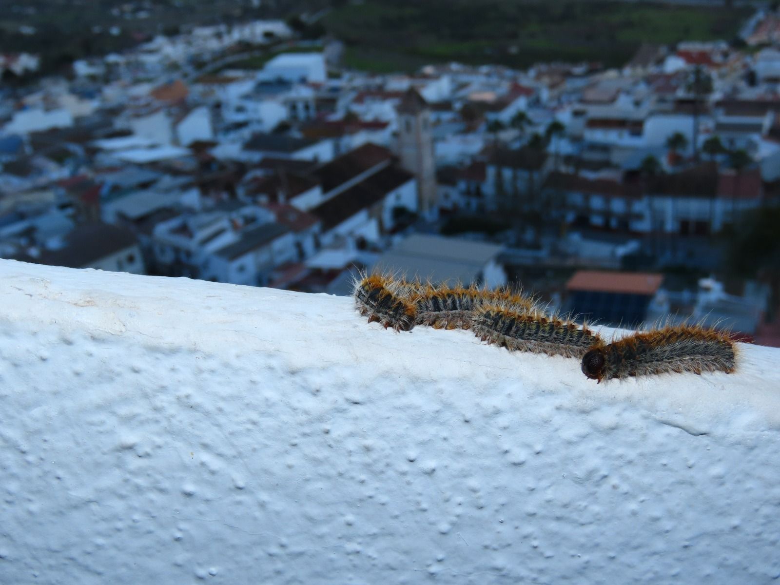 Imagen de unas orugas procesionarias en la provincia de Málaga.