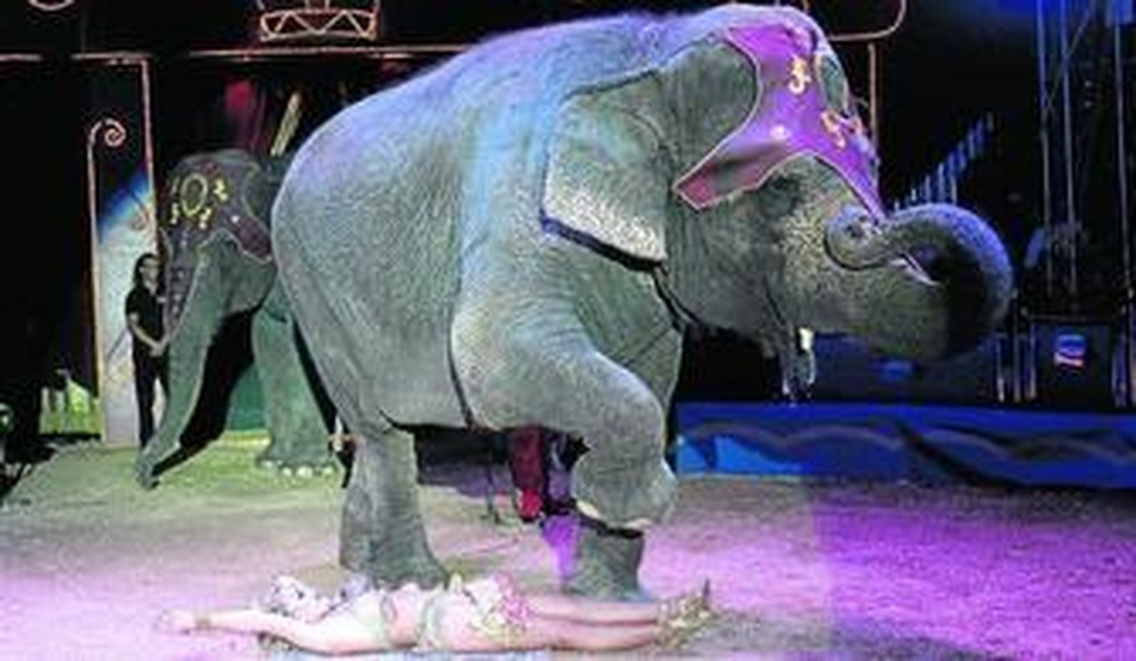 Uno de los elefantes durante una función en el nuevo espectáculo del Circo Alaska.