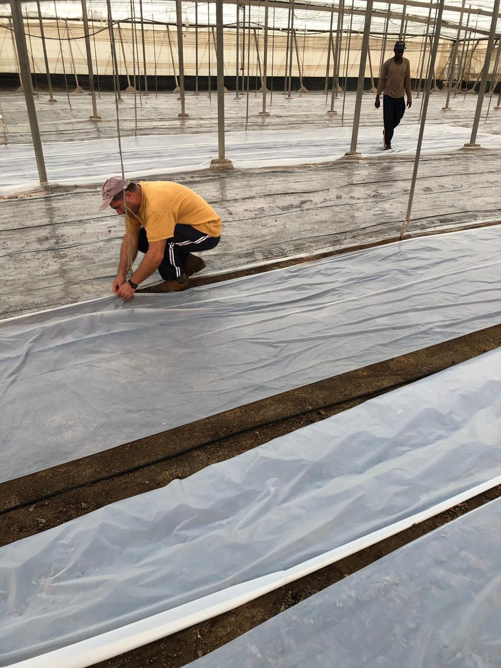 Tareas de solarización en los invernaderos.