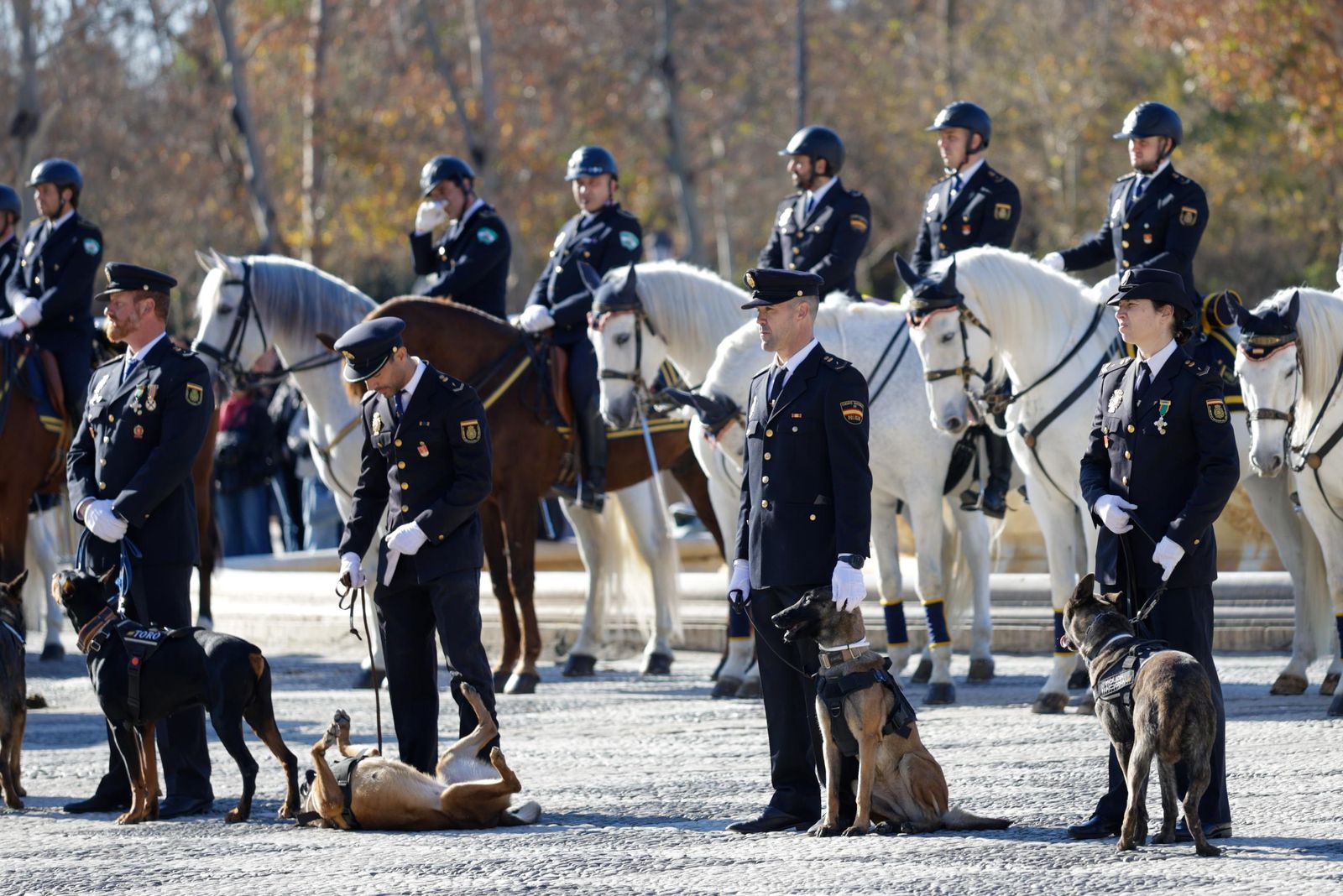 Las imágenes de la celebración del día de San Antón por la Policía Nacional en la plaza de España