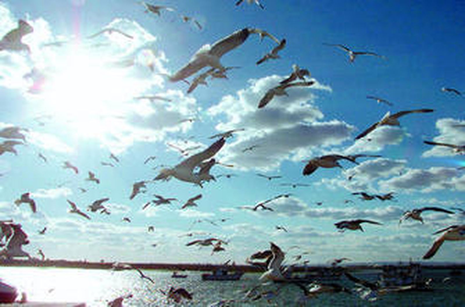 Los humedales andaluces se presentan como espacios naturales protegidos de interés turístico y ecológico.