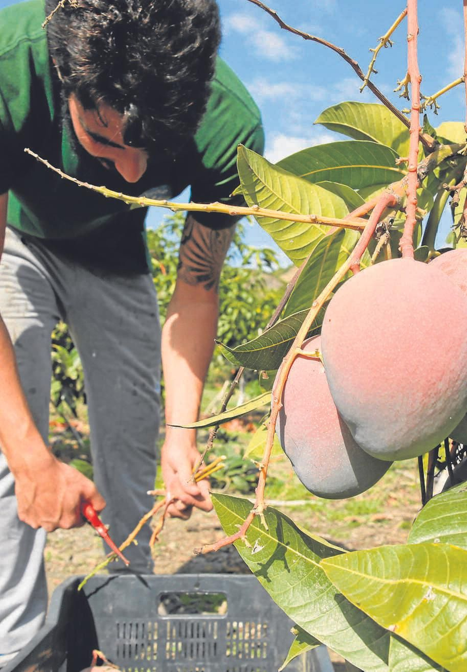 Un hombre recolecta mangos. Un hombre recolecta mangos.