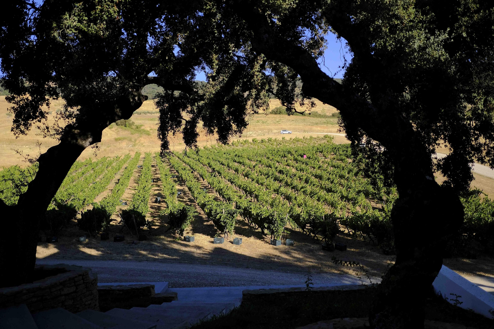 La vendimia de la Serranía de Ronda, en fotos.