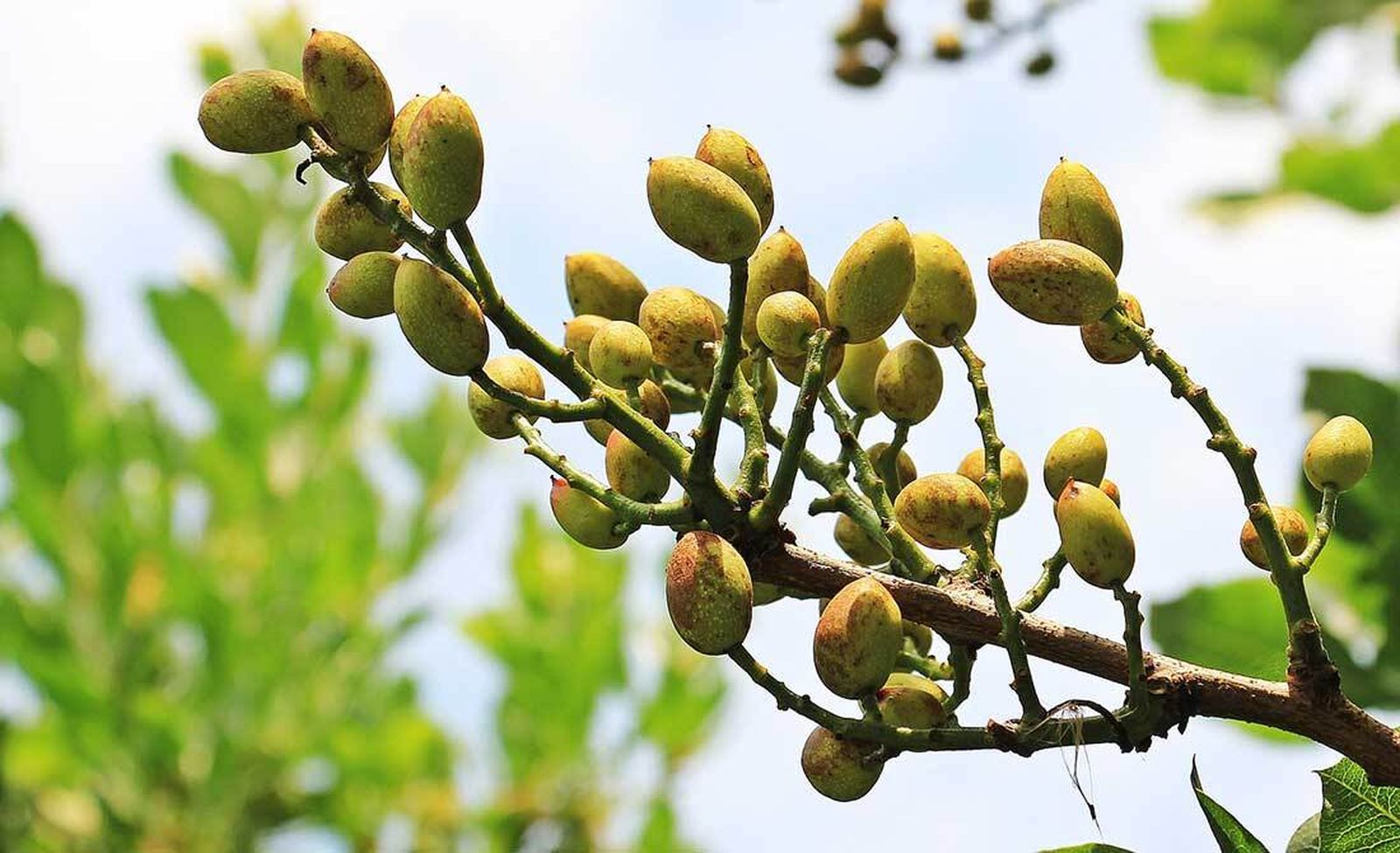 Pistachos en el árbol