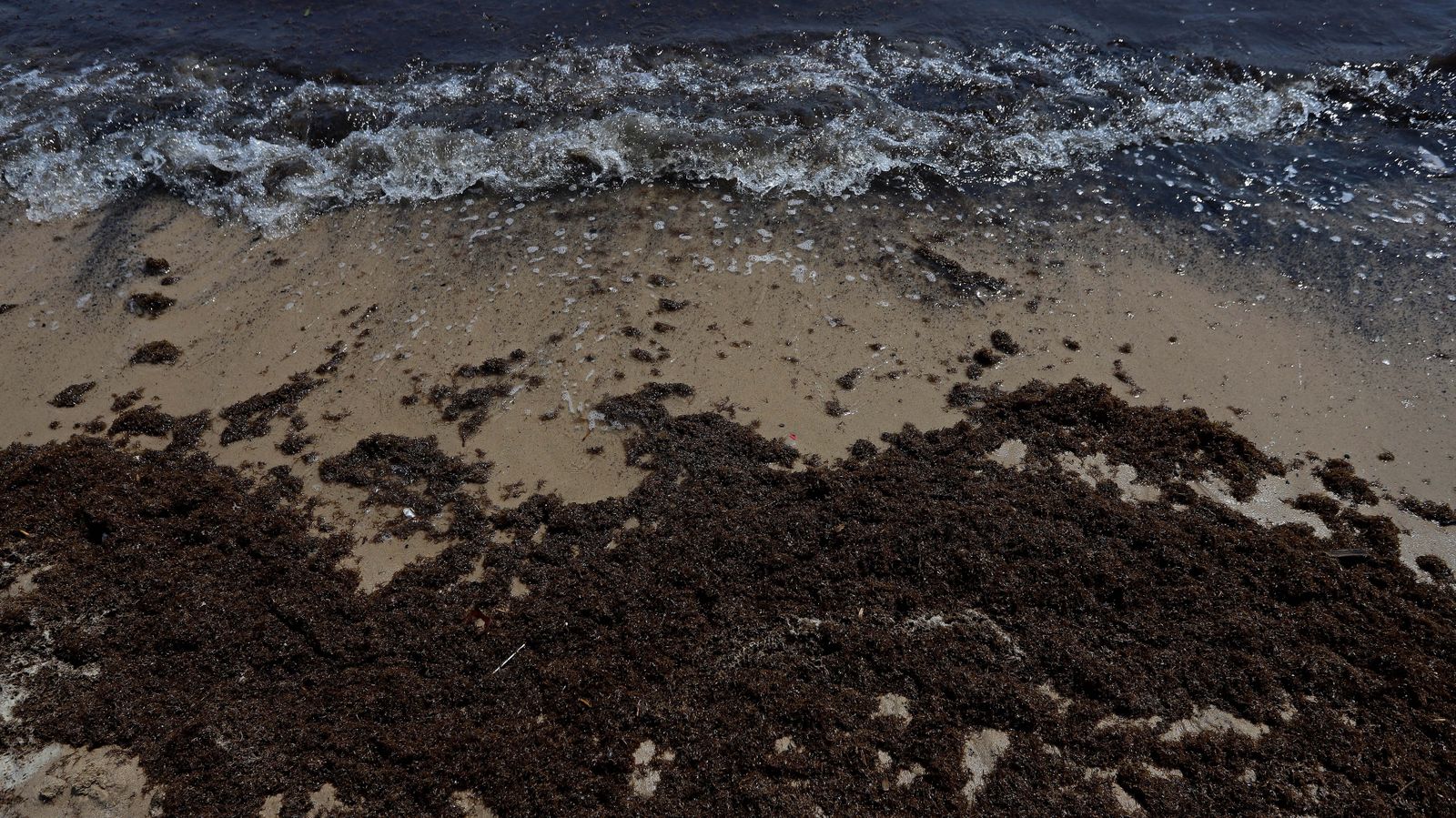 Fotos del alga invasora en El Rinconcillo