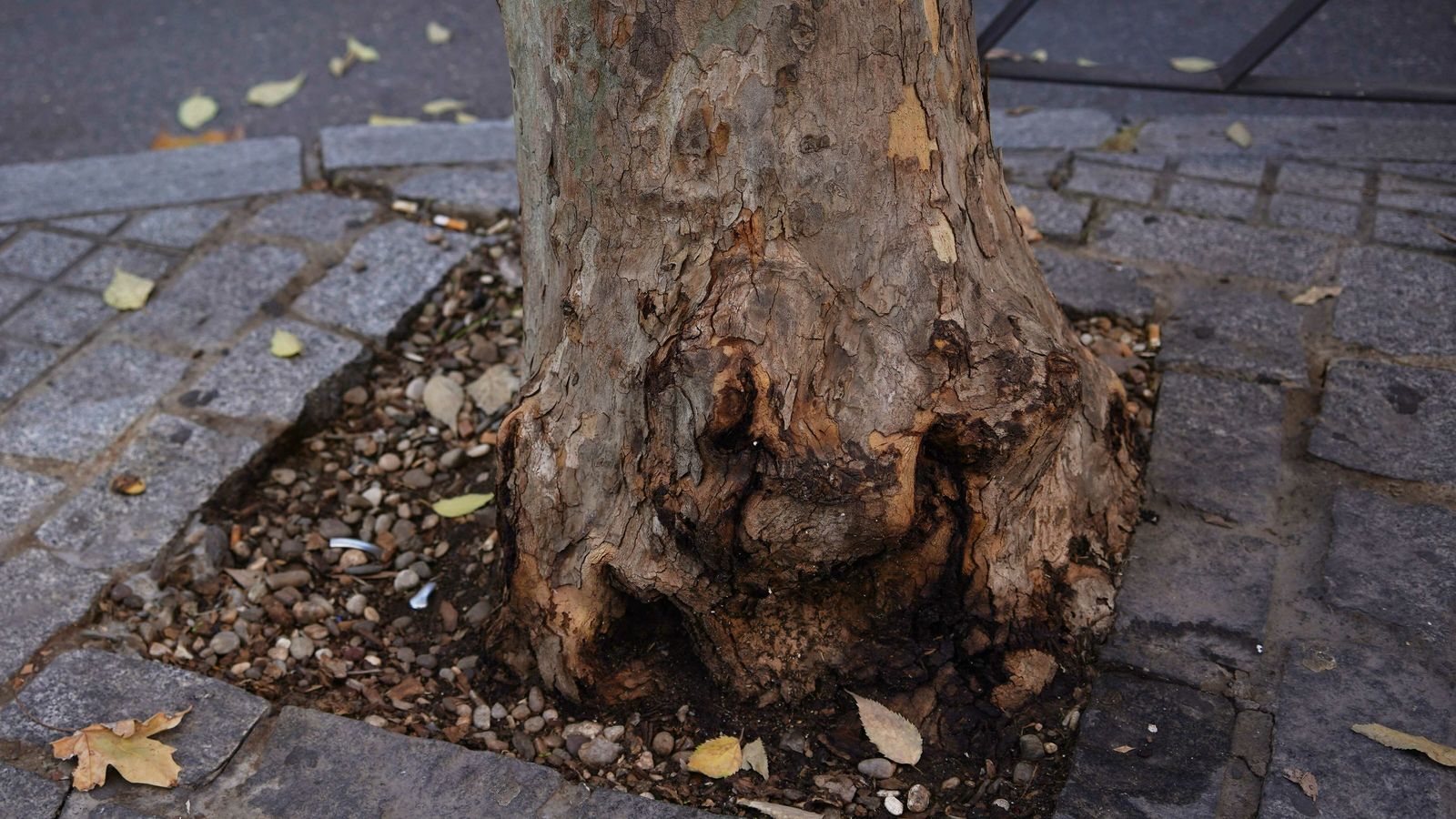 Un árbol de Valdeolleros 'asfixiado' en un alcorque pequeño.