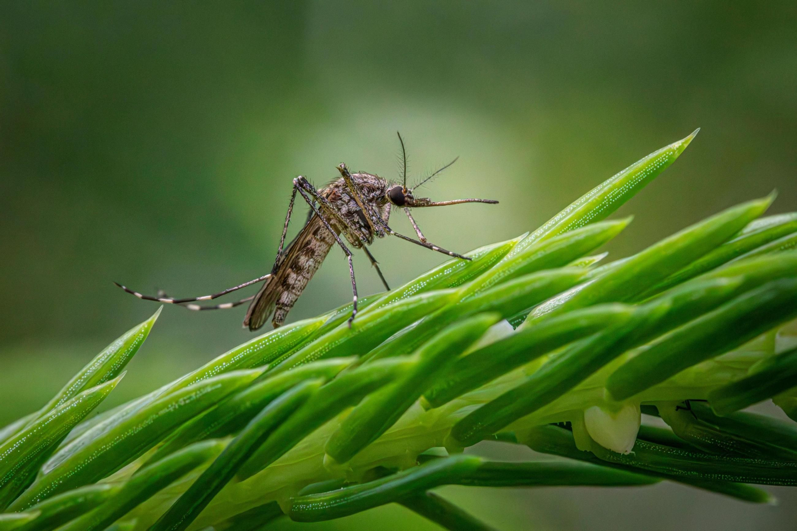 Uno de los mosquitos de la espcie transmisora del virus del Nilo Occidental.