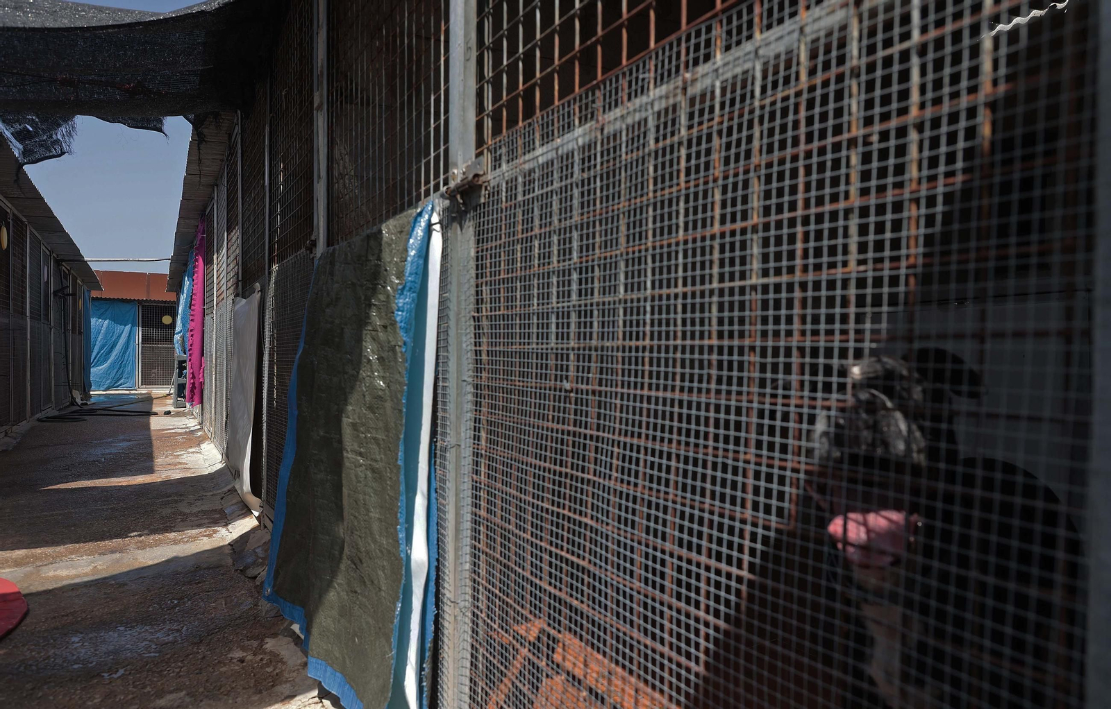 Imágenes de la protectora de animales del Campo de Gibraltar en Los Barrios
