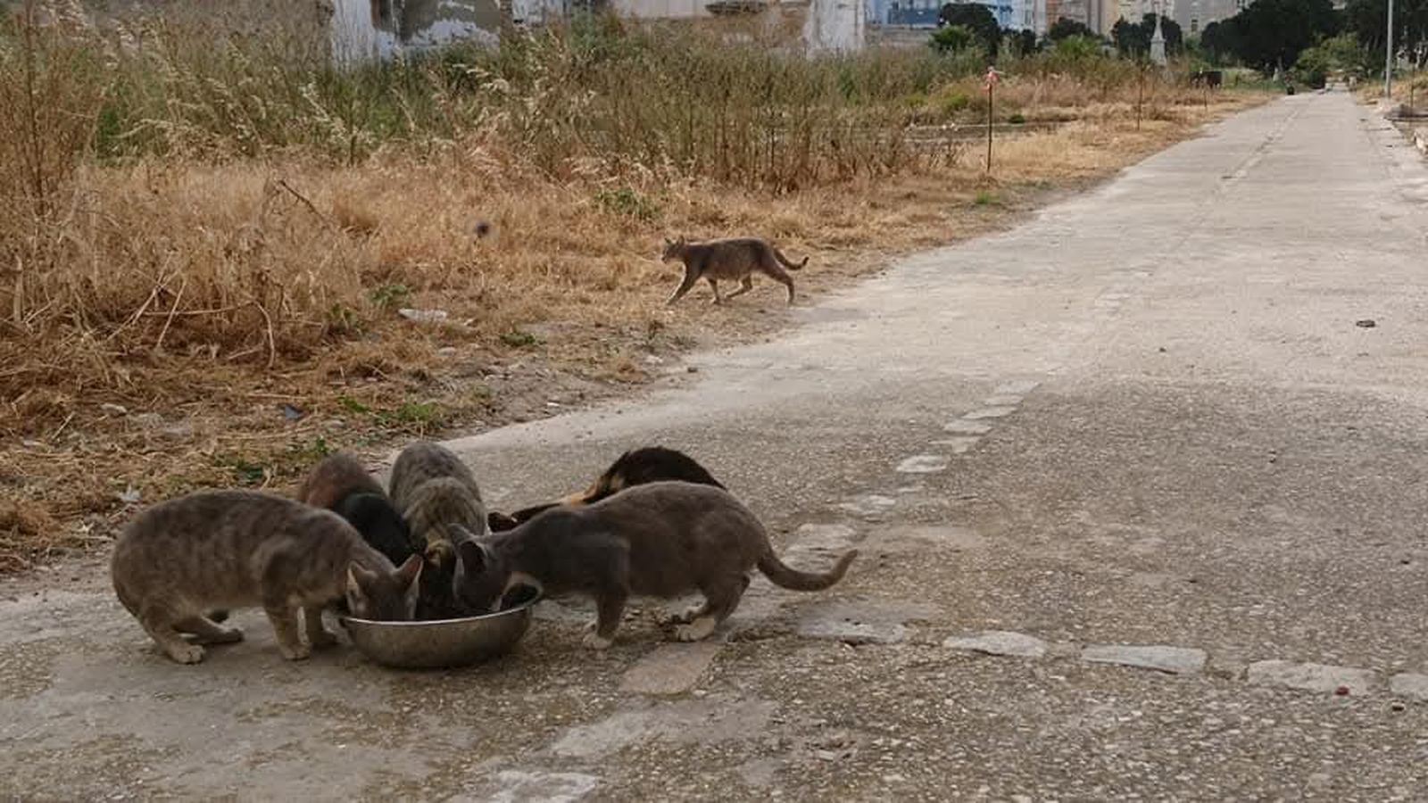 Gatos de la colonia felina del Cementerio de San José en Cádiz.