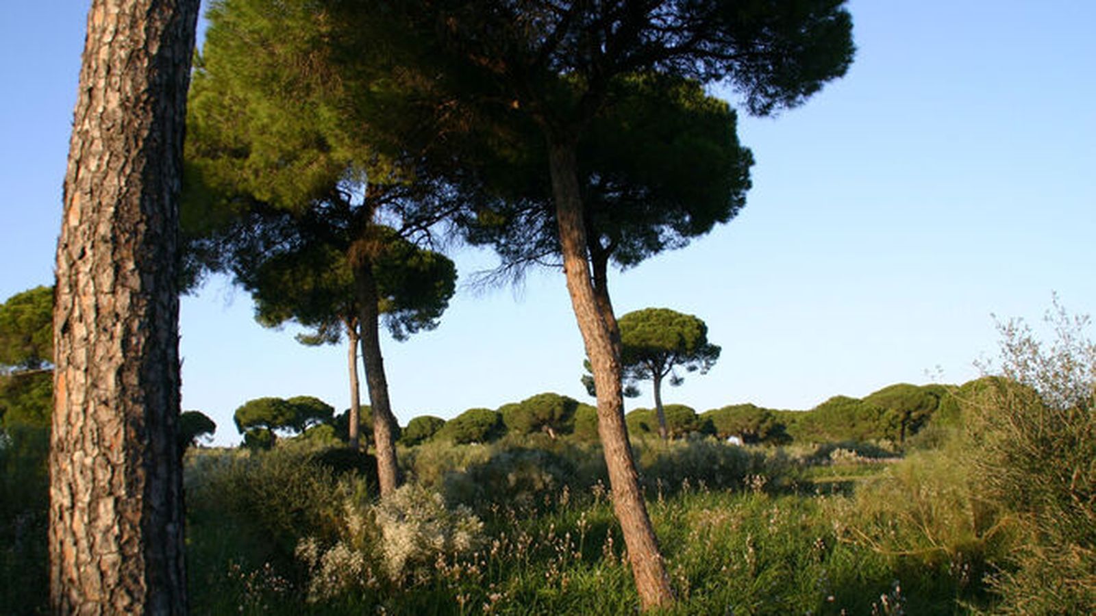 Una imagen de los terrenos de Rancho Linares, en El Puerto.