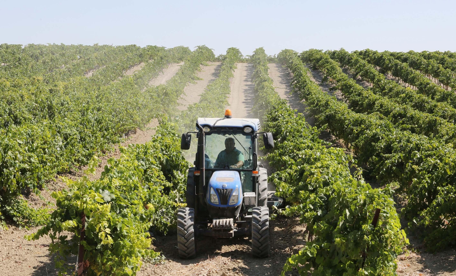 Laboreo de una viña del Marco días atrás con un pase de rulo o rulado en tractor para allanar el terreno.