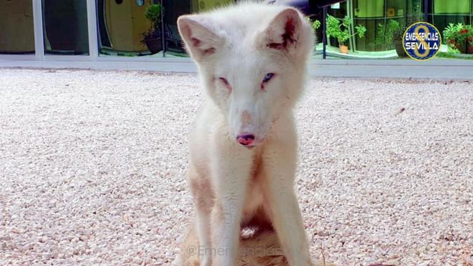 El zorro ártico, tal como fue encontrado por la Policía Local