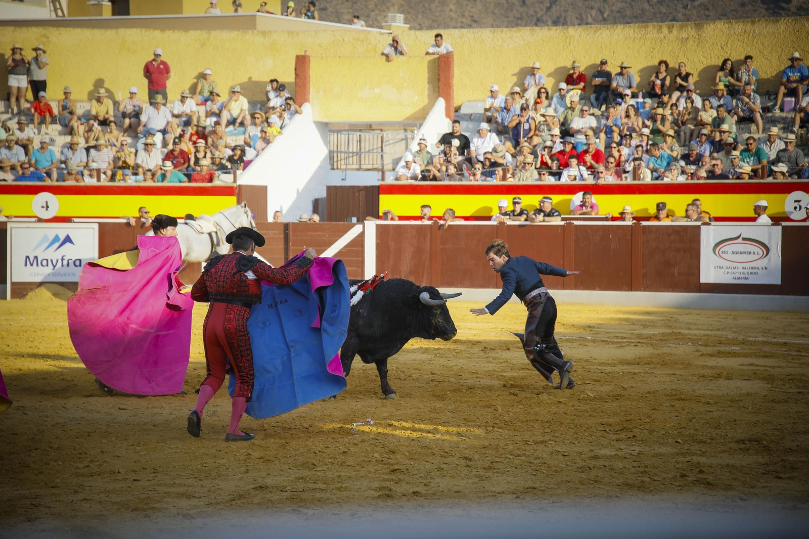 Corrida de toros Berja con un toro indultado, en imágenes
