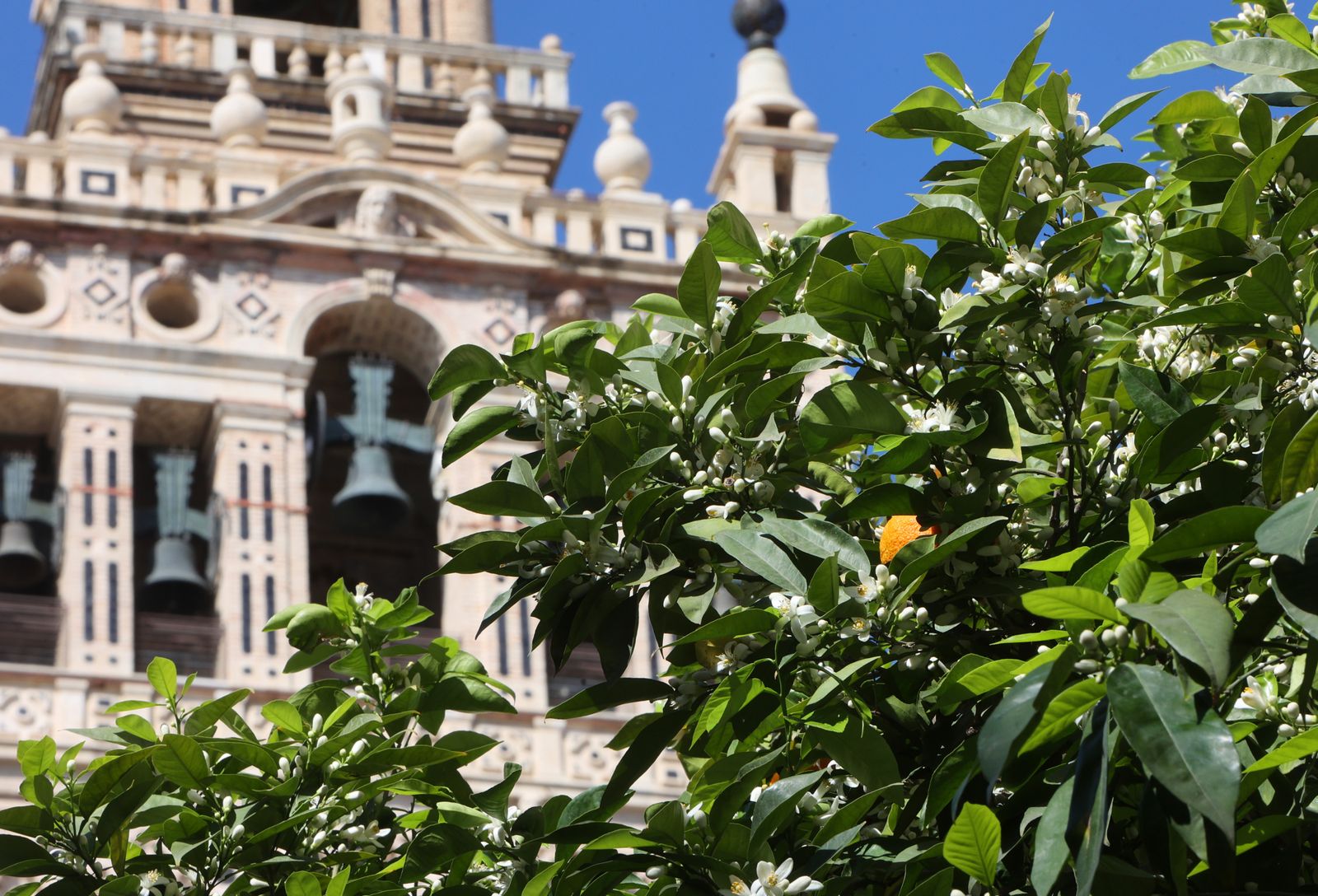 Comienzo de la primavera en Sevilla
