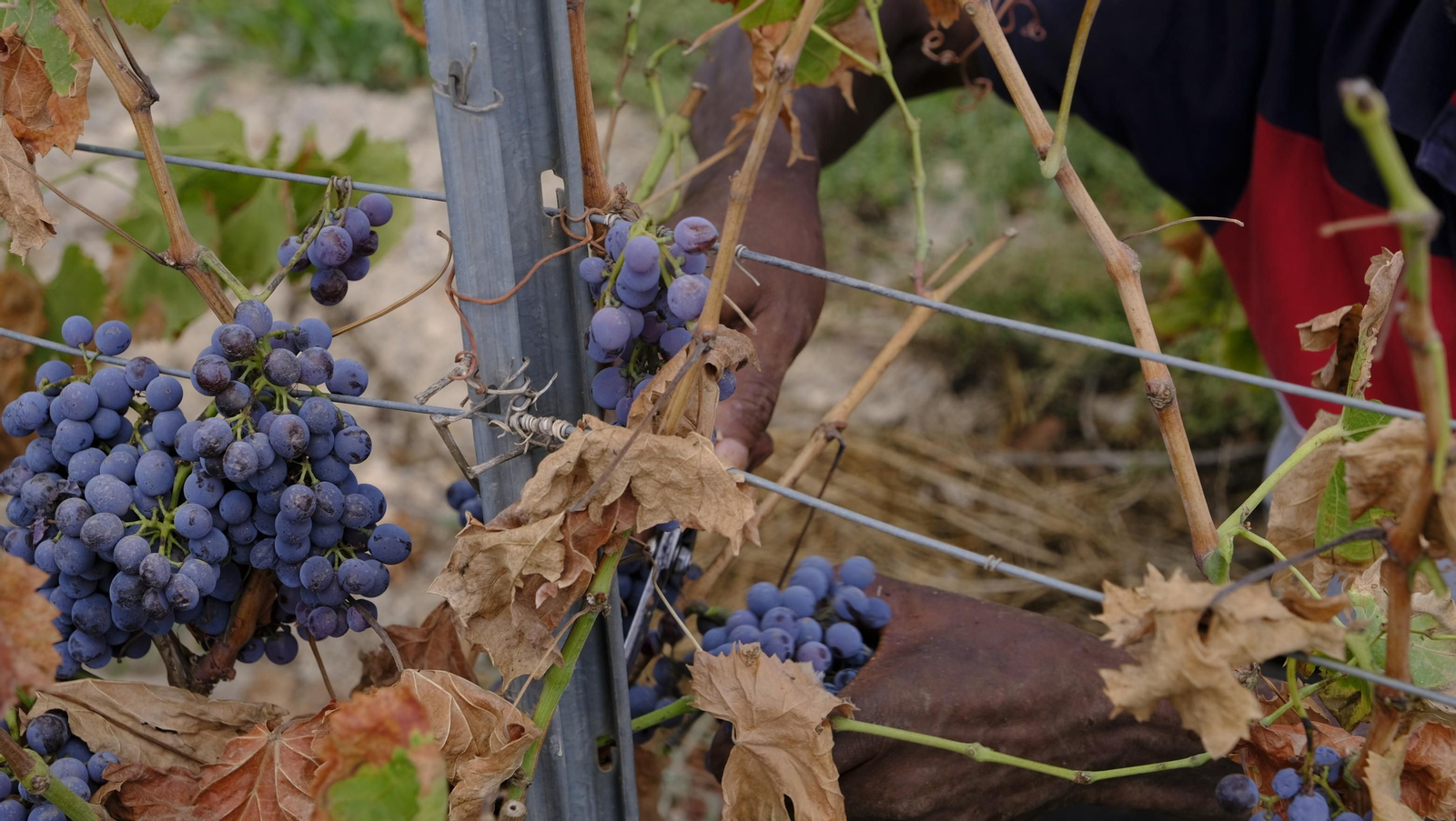 Llega la vendimia a las Bodegas Perfer, en Uleila del Campo