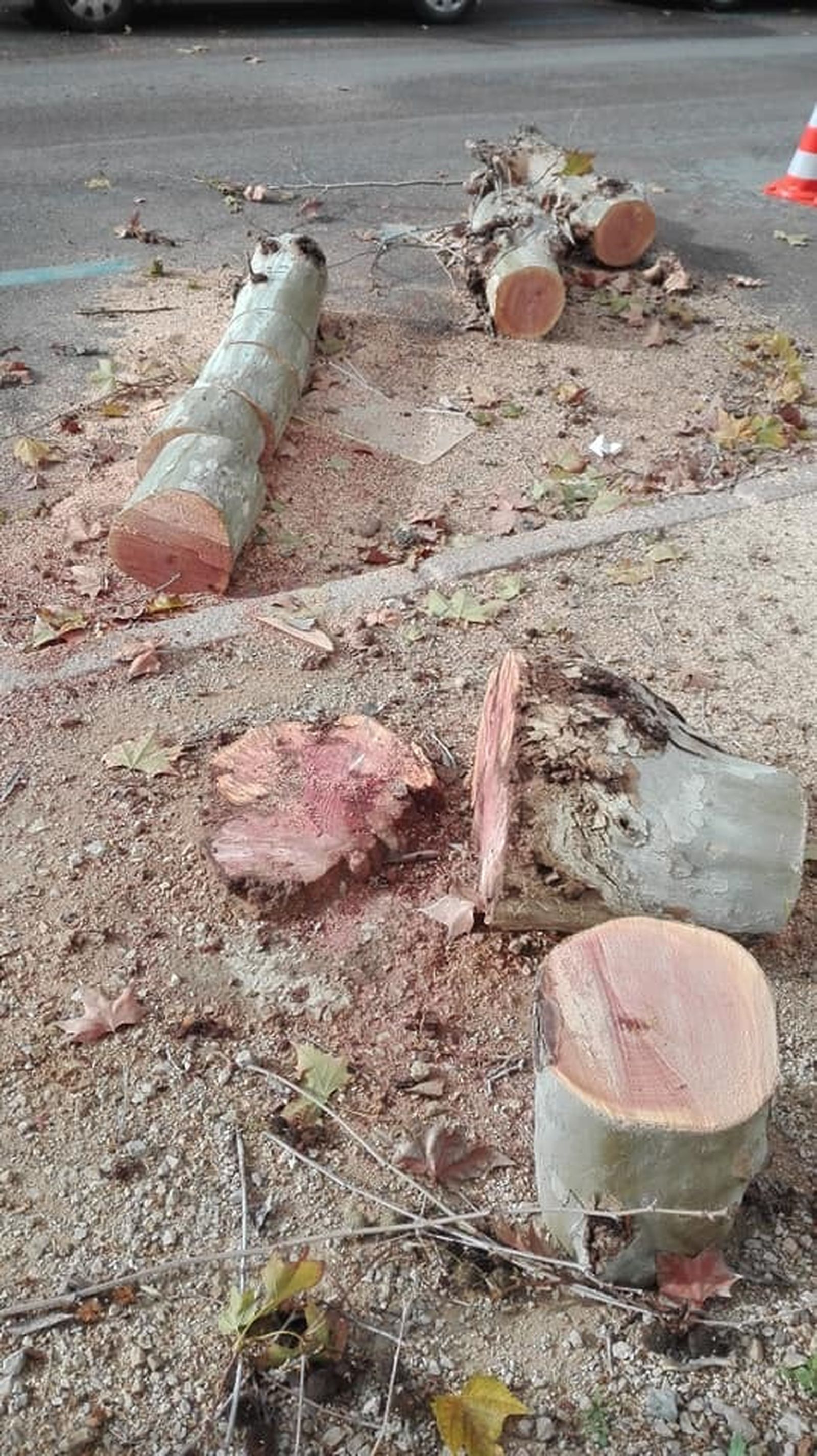 Uno de los árboles talados en Porvenir.