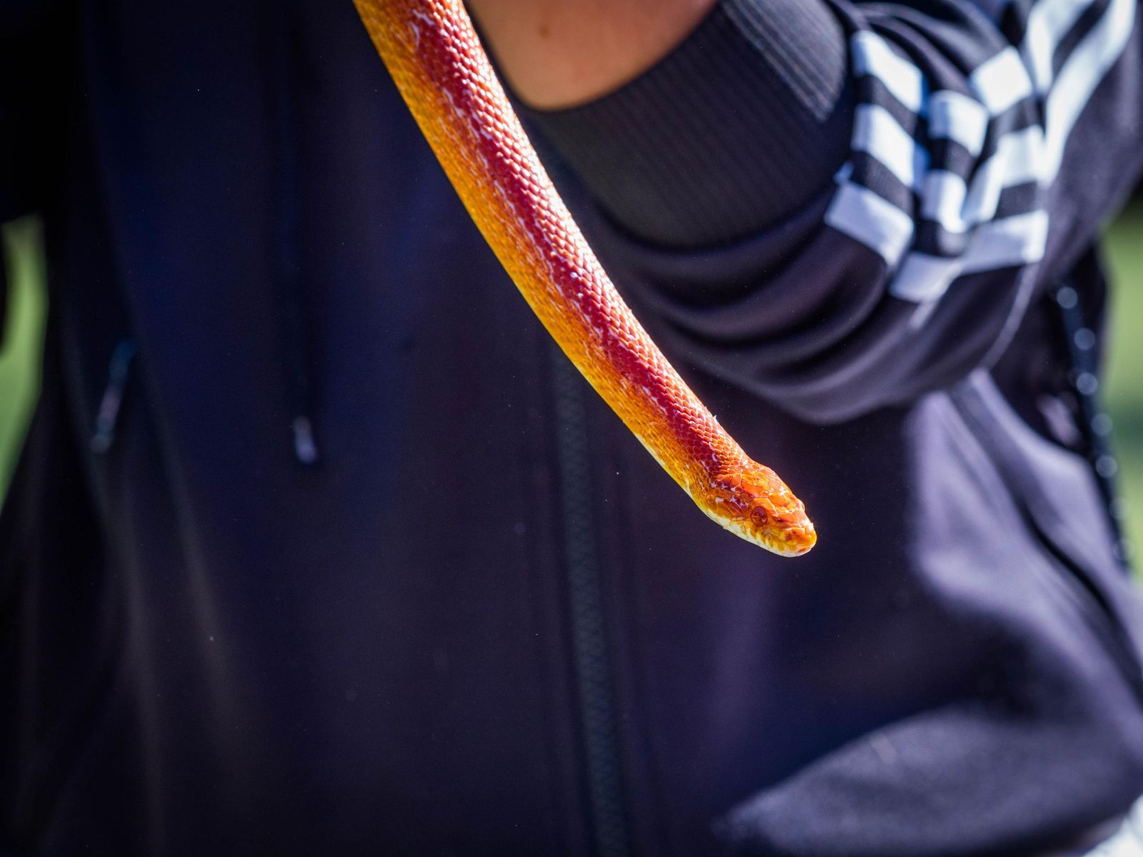 Las imágenes de San Antón 2025 en San Fernando