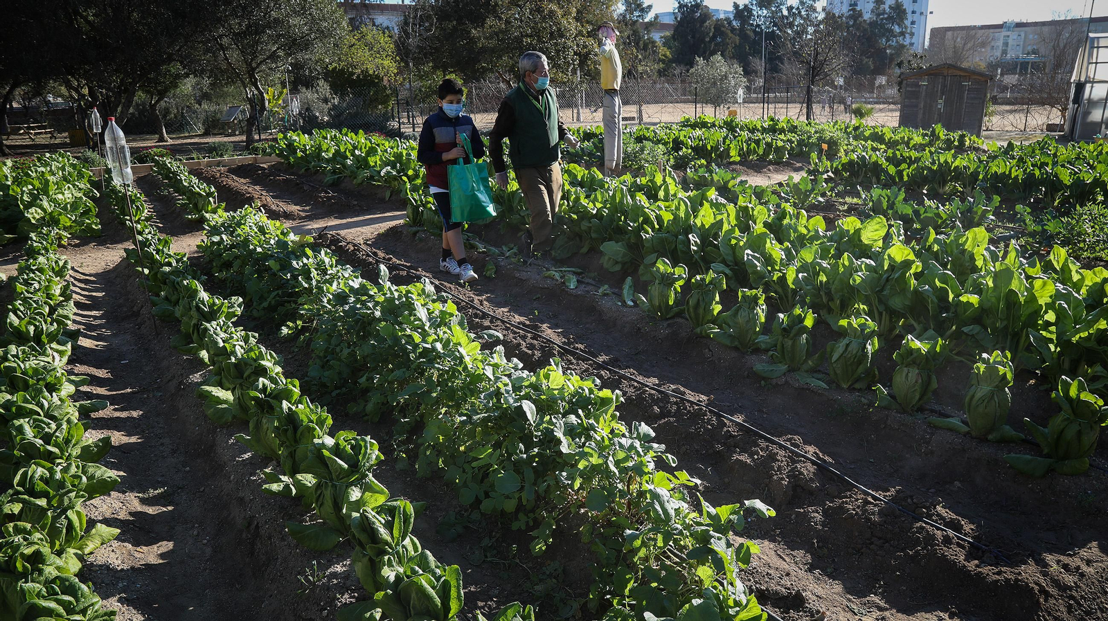 Huerto ecológico y educativo en Los Marianistas