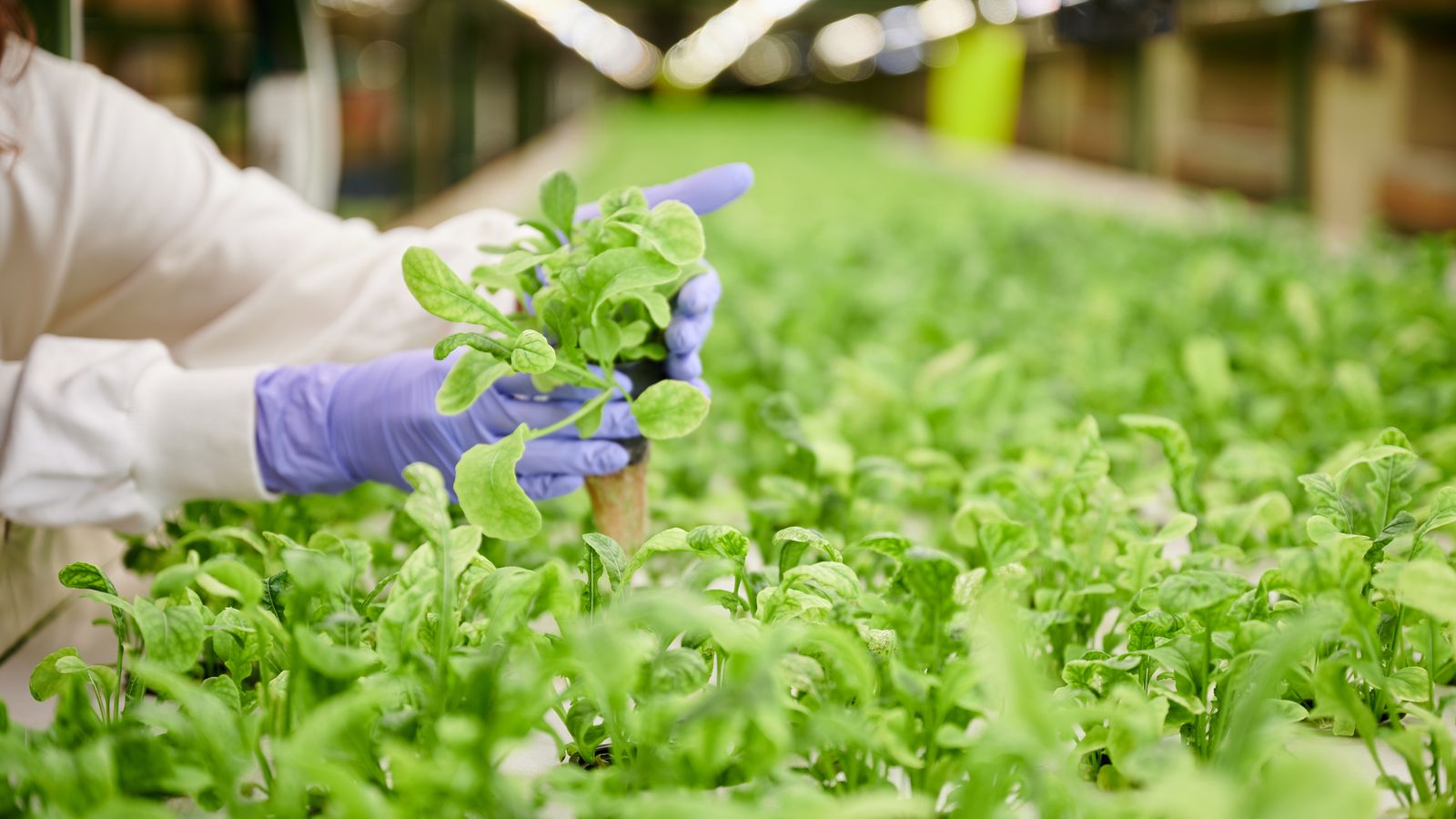 Hay que avanzar para tener alimentos más saludables, baratos y accesibles para todos.