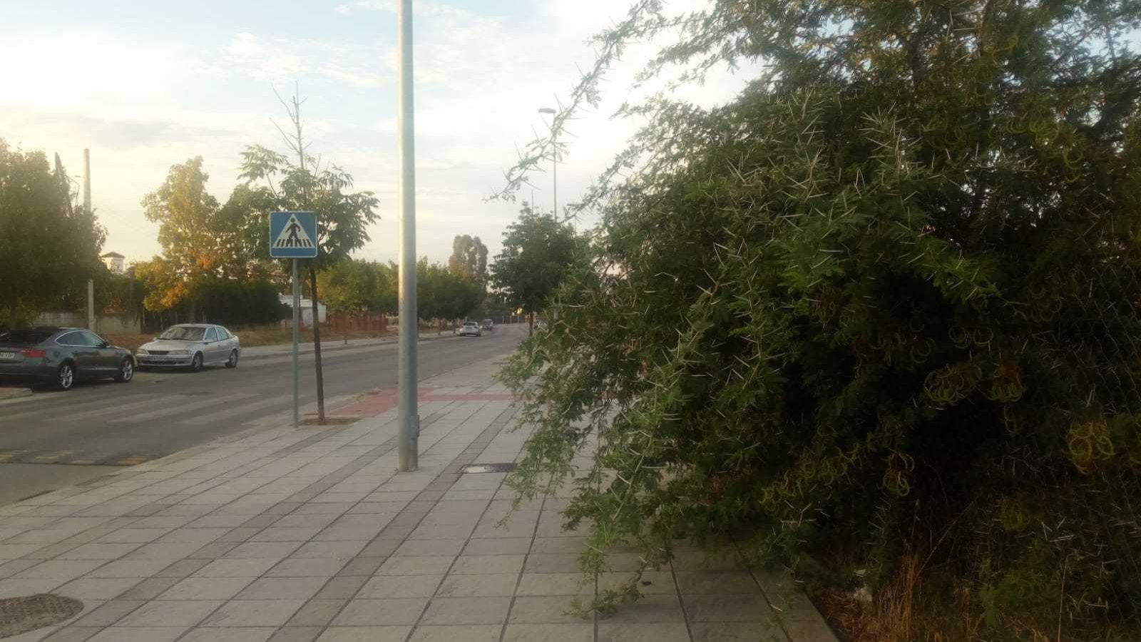 La maleza cubre buena parte de algunas aceras, como se aprecia.