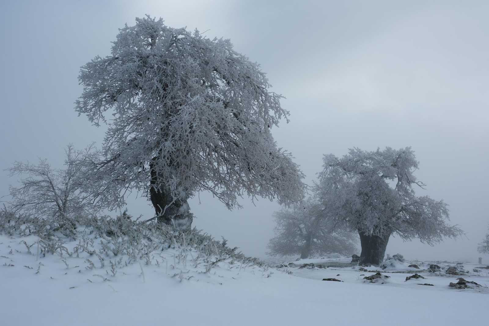 Estampa invernal en al Parque Nacional Sierra de las Nieves, en imágenes