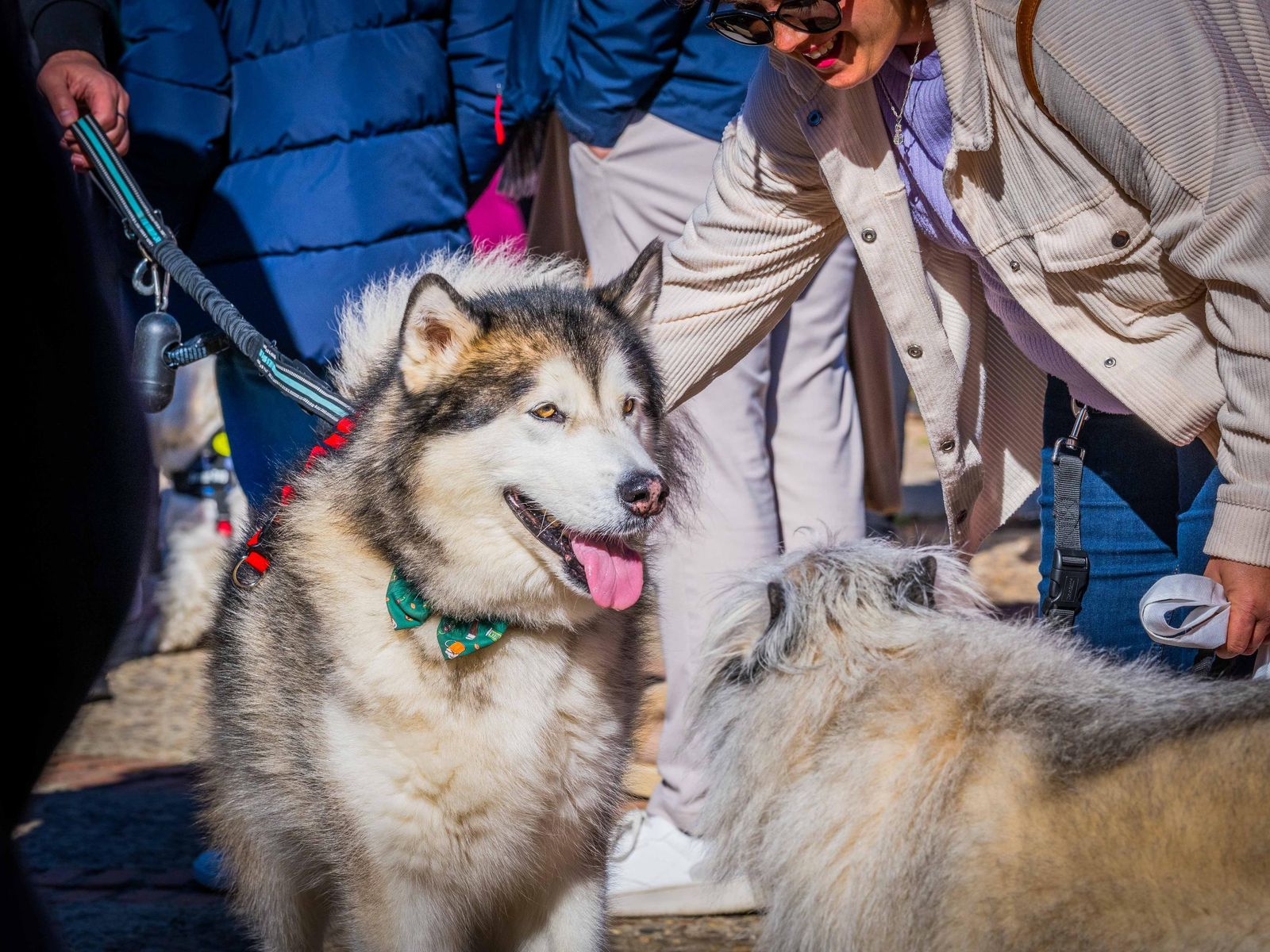 Las imágenes de San Antón 2025 en San Fernando