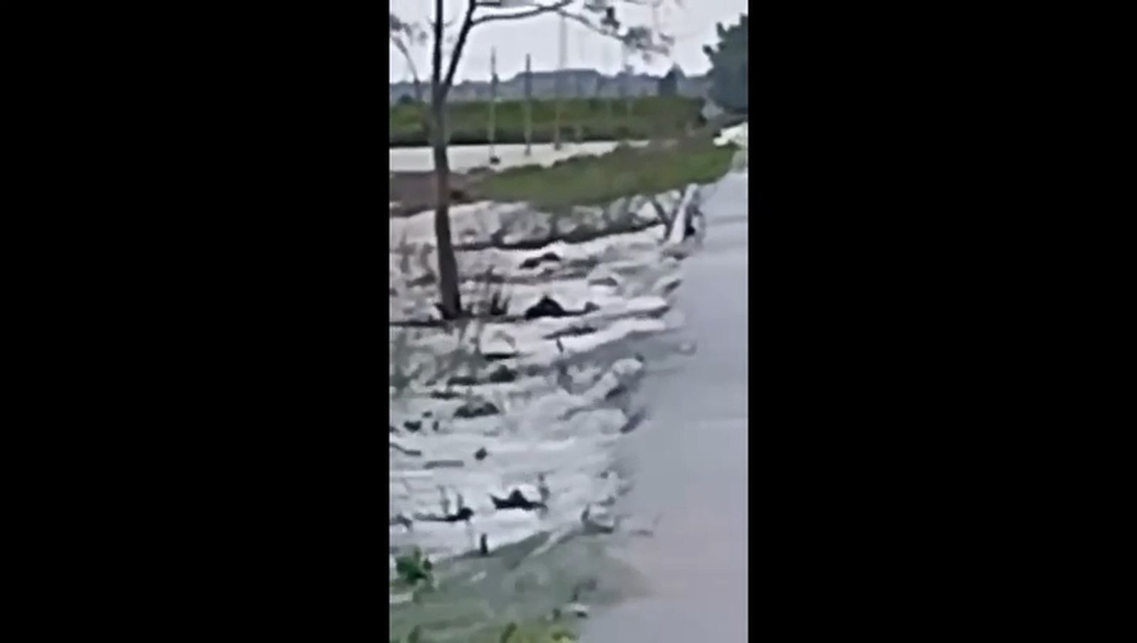Una nutria en el río Guadalete, justo sobre el cauce que pasa por mitad de la carretera de La Ina.