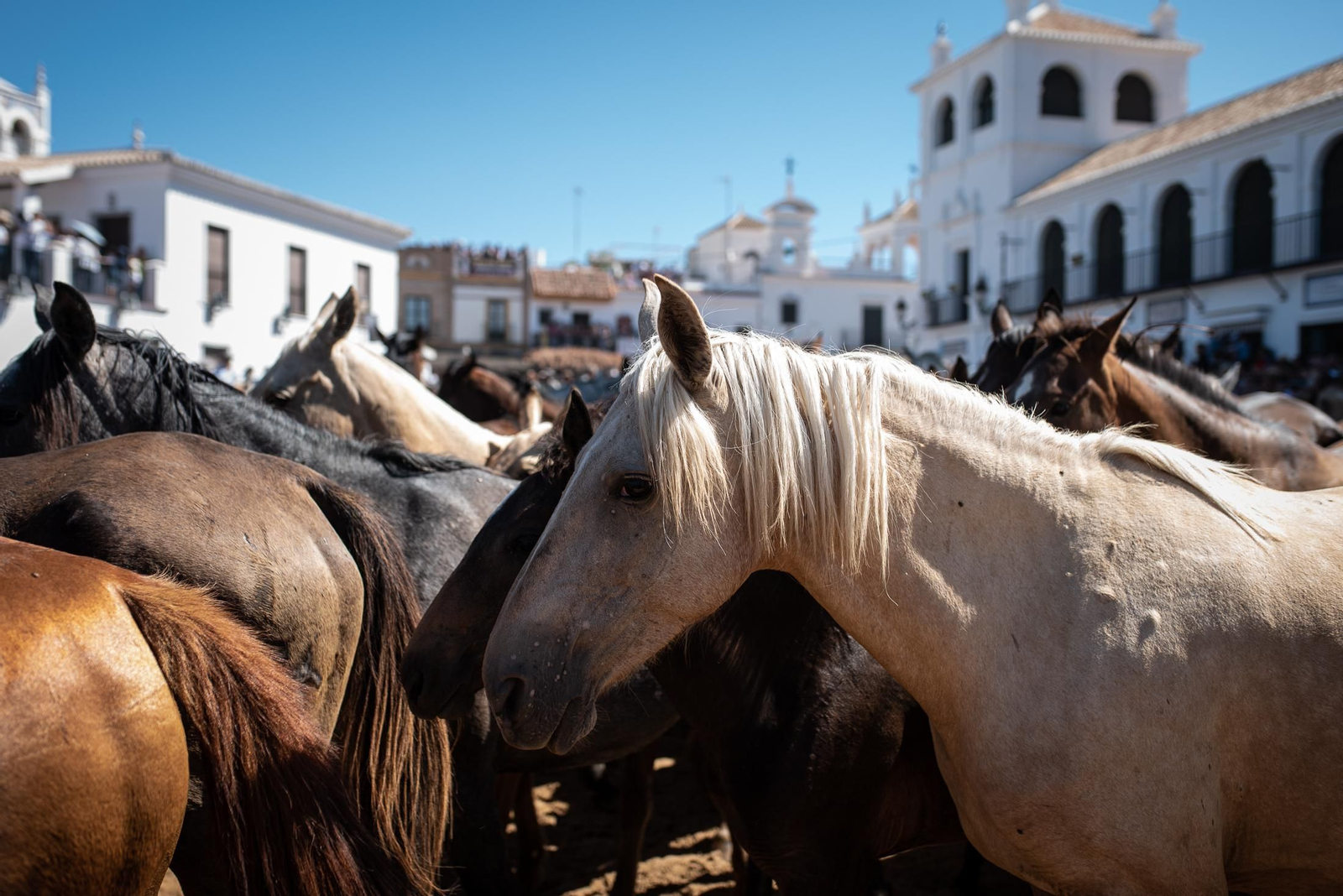 Imágenes de la Saca de las Yeguas a su paso por El Rocío