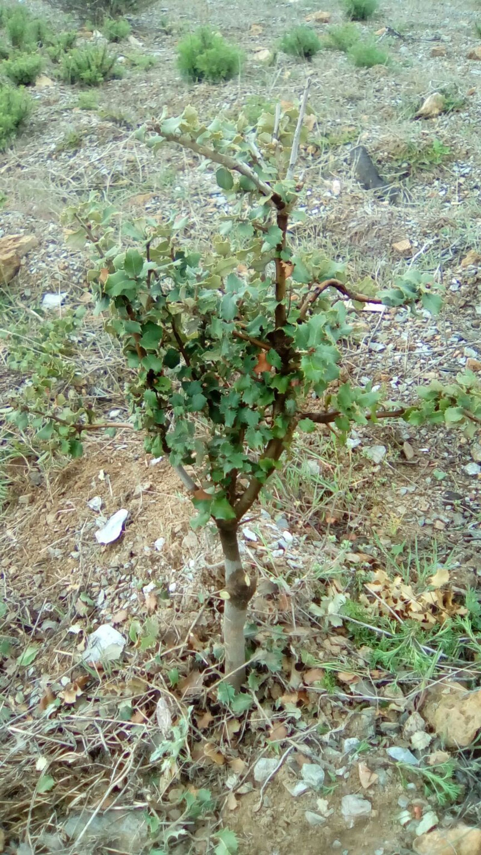 Encina inoculada con esporas para favorecer la aparición de estos hongos.