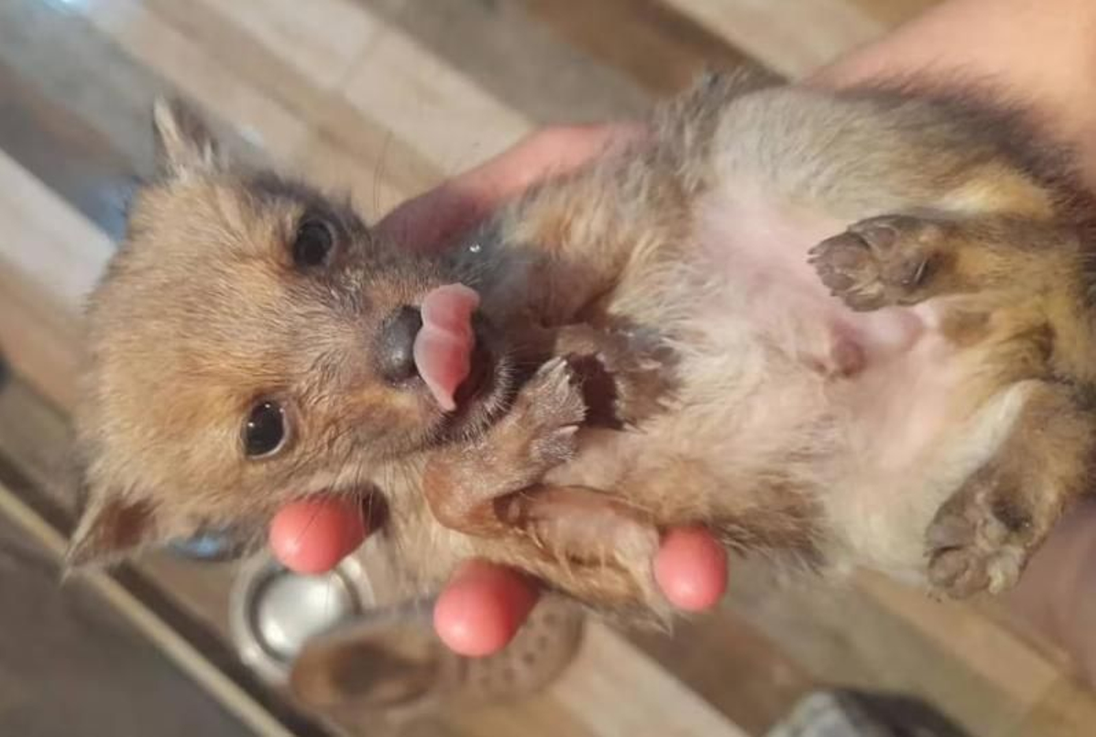 Rescatan un cachorro pensando que era un perro pero su caracter lo delata
