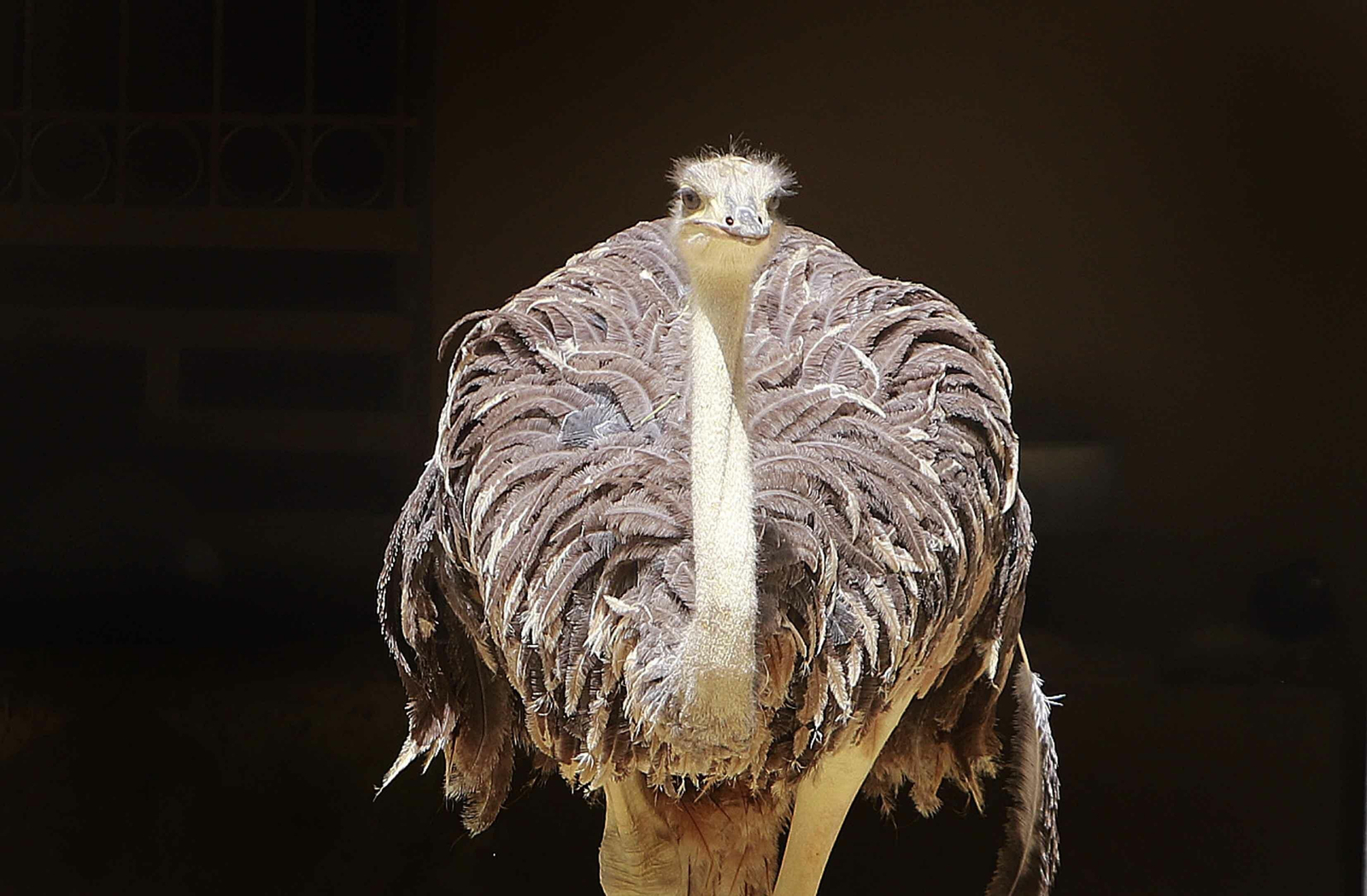 AVESTRUZ. Esta hembra supera ya a sus 30 años la longevidad de su especie. Es el ave de mayor tamaño de las especies existentes. Adaptada al clima desértico, obtiene el agua de las plantas de las que se alimenta.