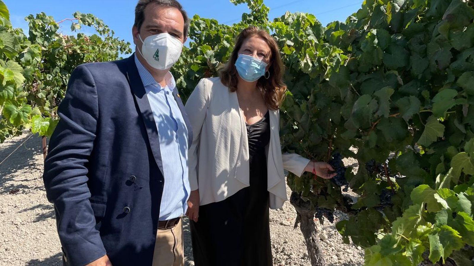La consejera de Agricultura, en la viña del Rancho La Merced.
