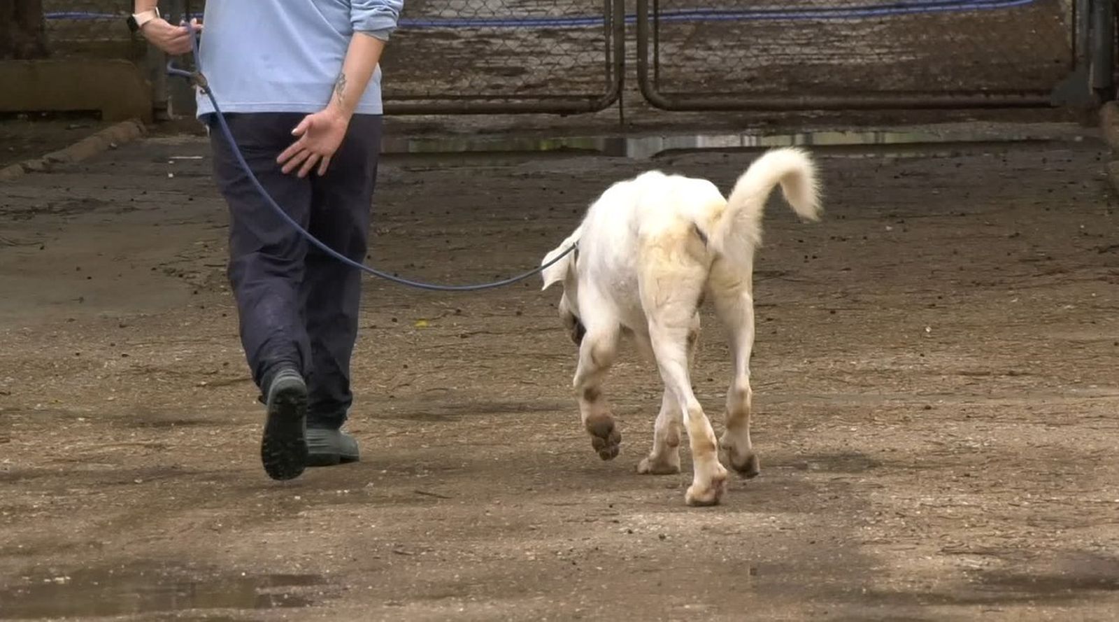 Un hombre lleva a un perro.
