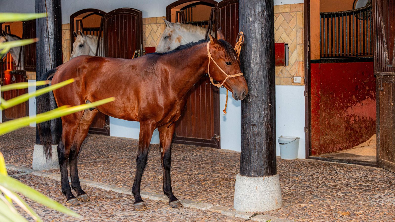 Hay diversas actividades por la zona, como visitas guiadas a Doñana, rutas a caballo o catas de vino