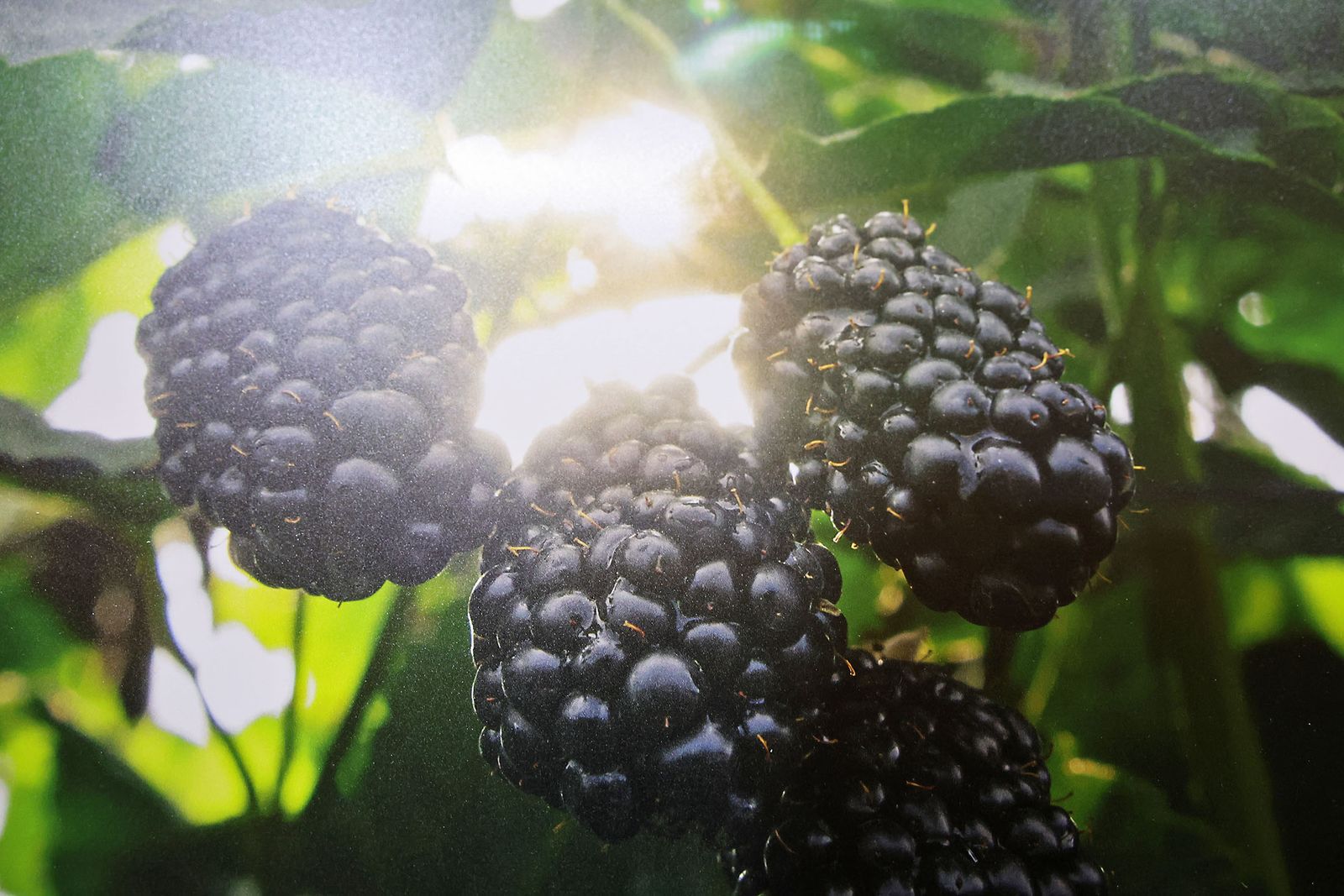 Exposición del I Rally Fotográfico de La Canastita