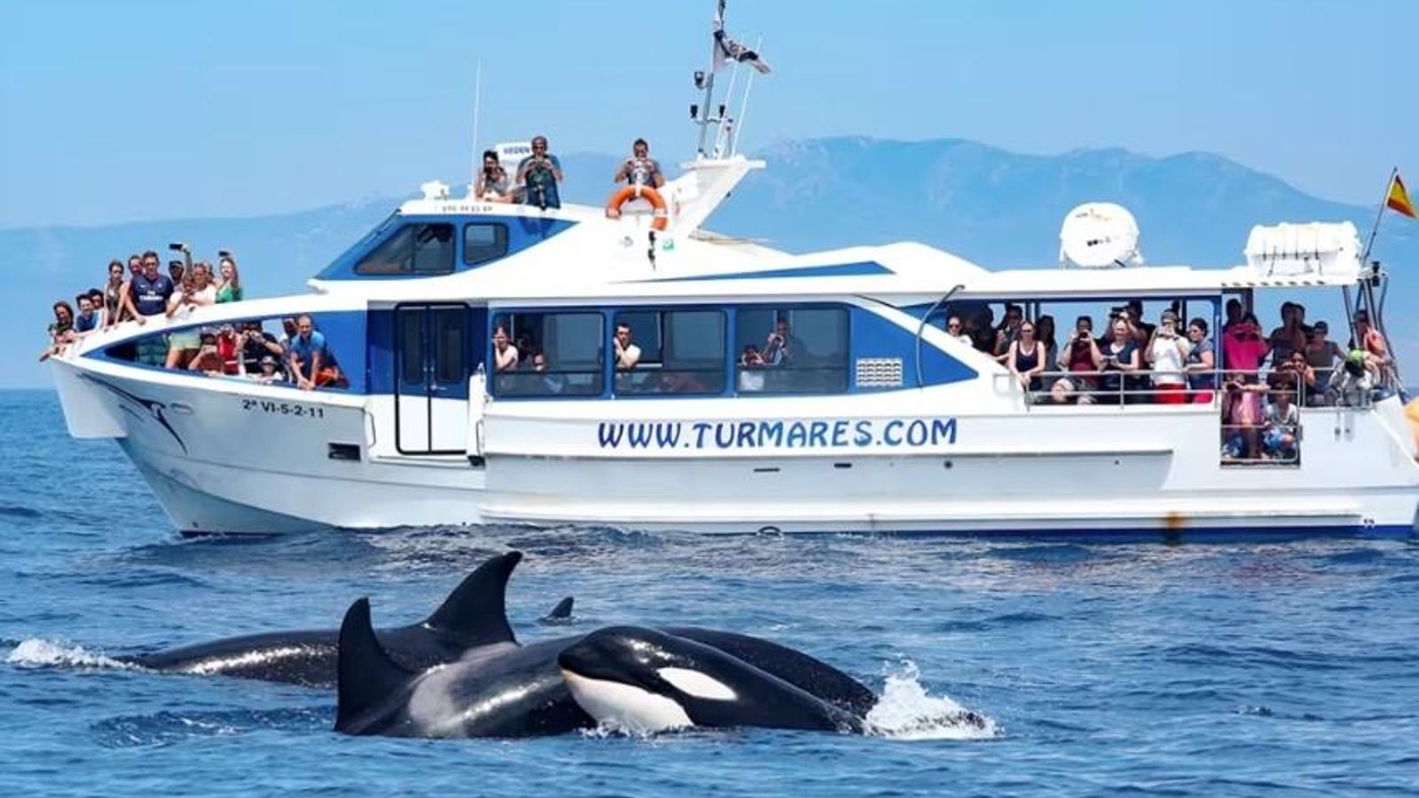 Avistamiento de delfines y ballenas en el Estrecho de Gibraltar (Tarifa).