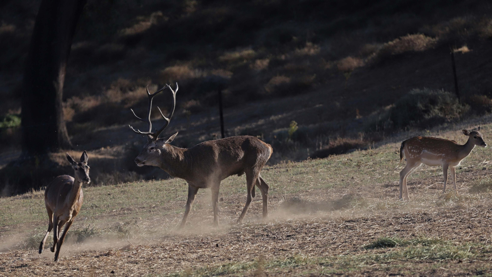 Fotos de la berrea en el Parque Natural de Los Alcornocales