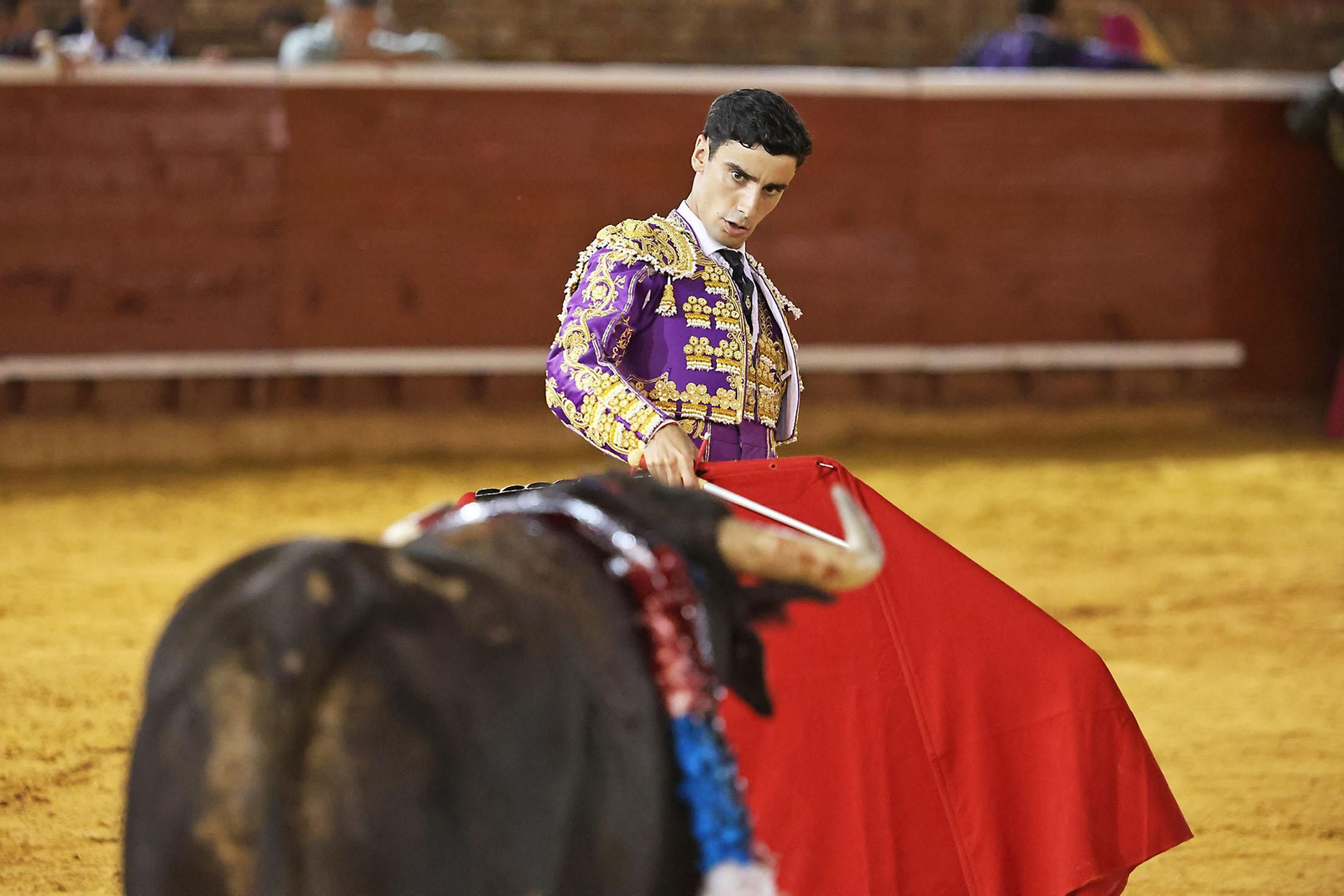 Toros La Merced 2024 Novillada con picadores(