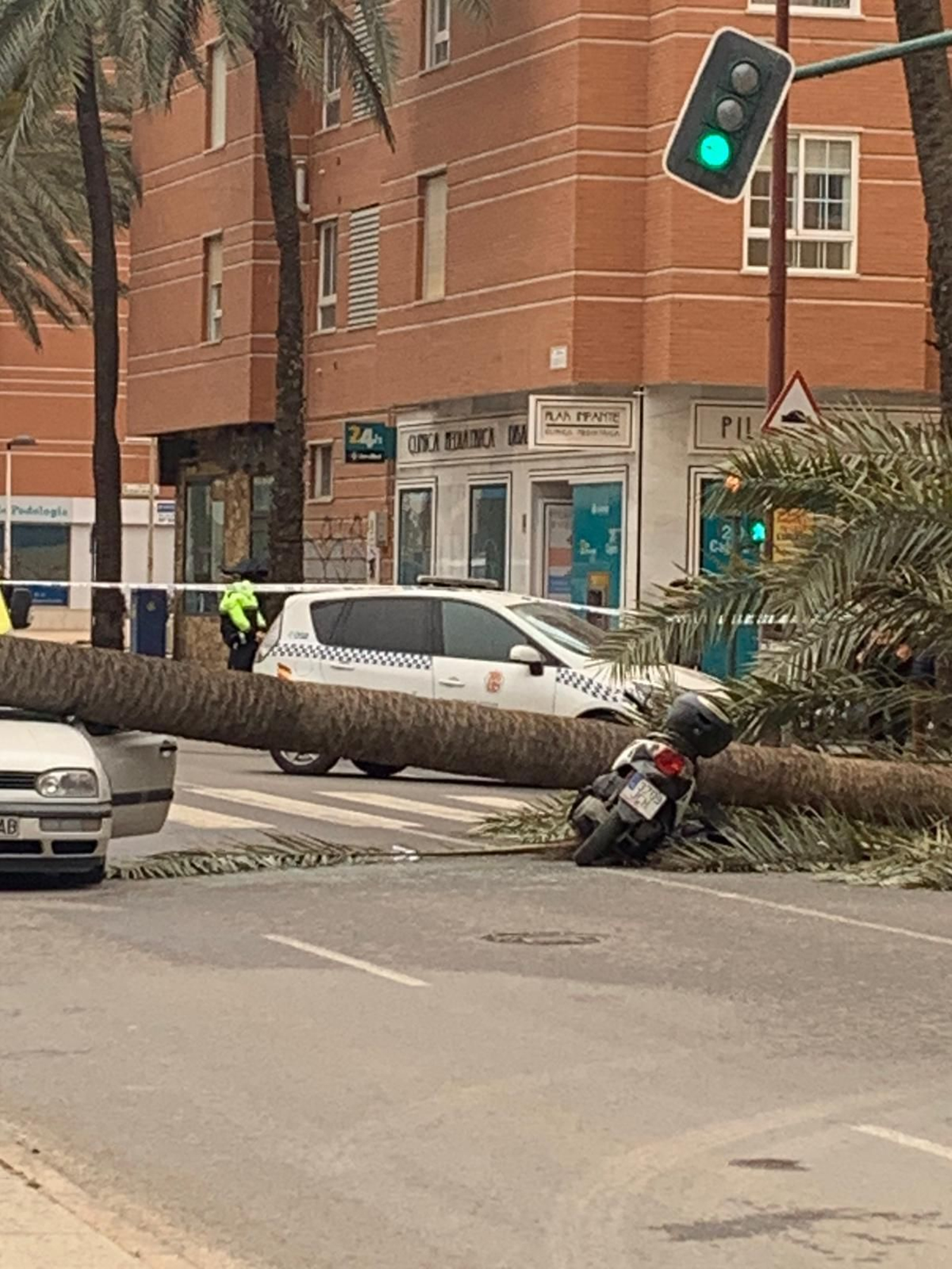 Una palmera causa un brutal accidente en Almería