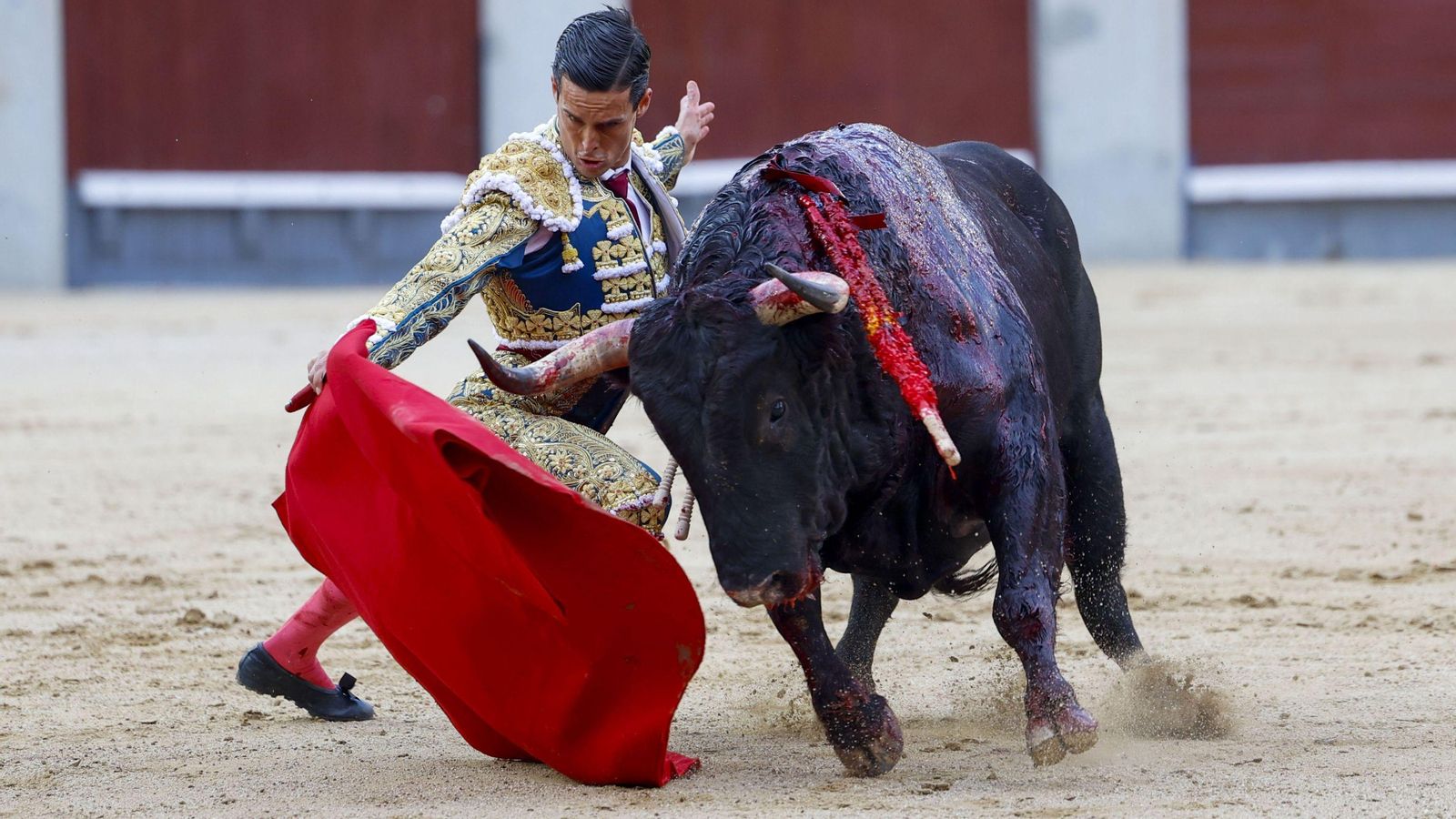 Doblón de David Galván en  Las Ventas ante un ejemplar de El Torero.