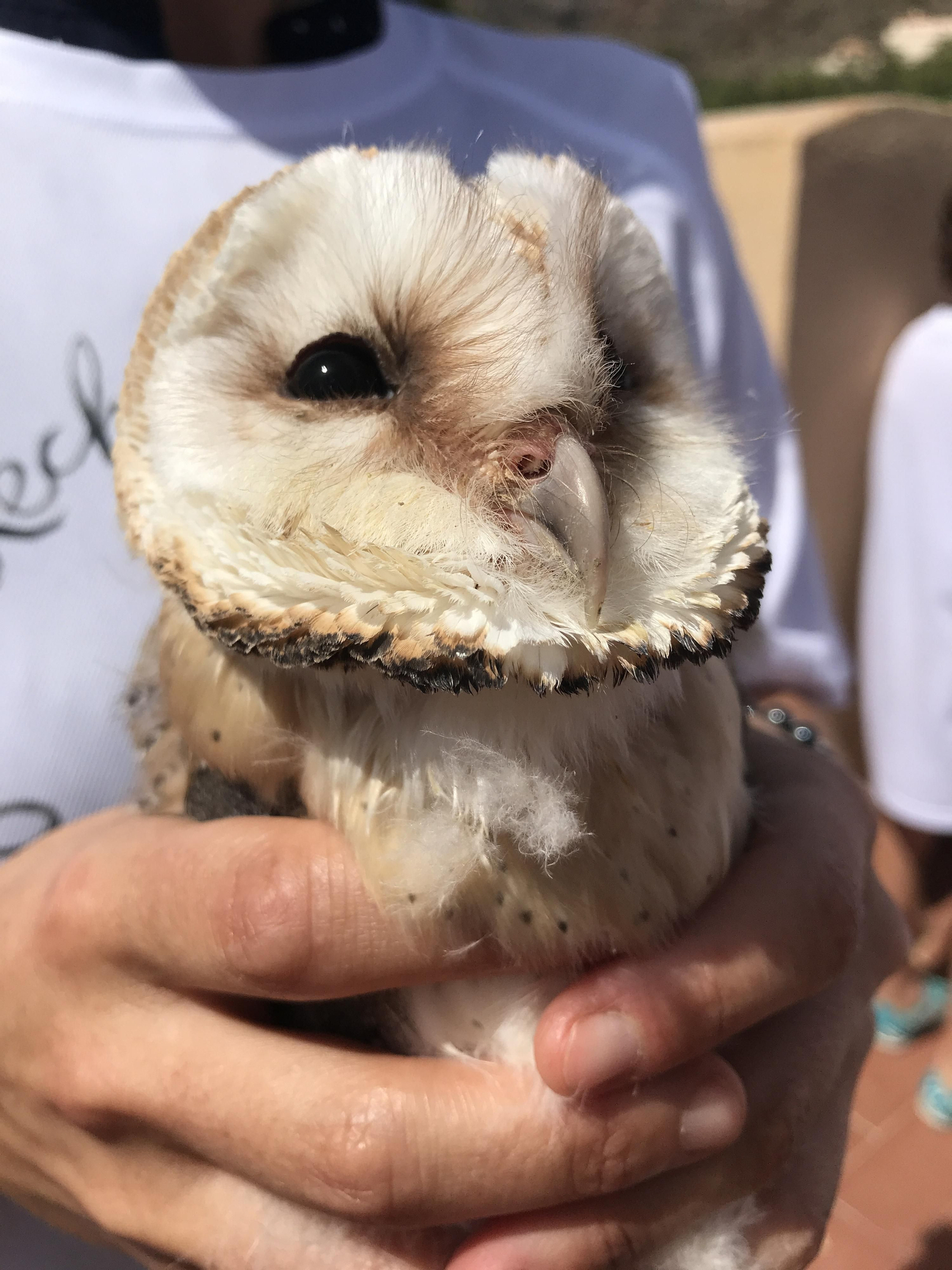 Fotogalería de las nuevas crías de lechuza en Rodalquilar