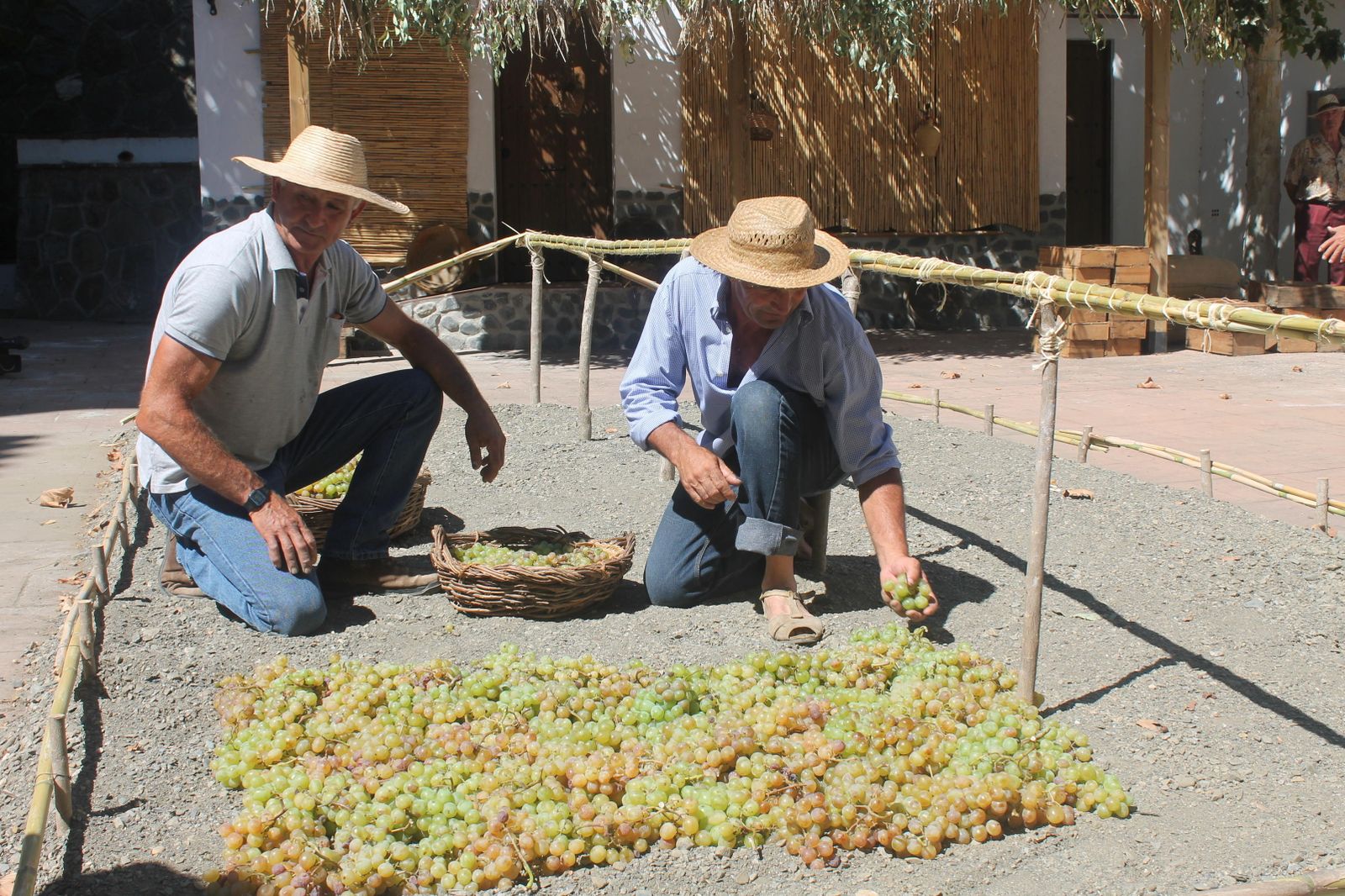 La elaboración de la uva pasa y todo el proceso que supone, uno de los mayores atractivos del Día de la Pasa en el Borge.