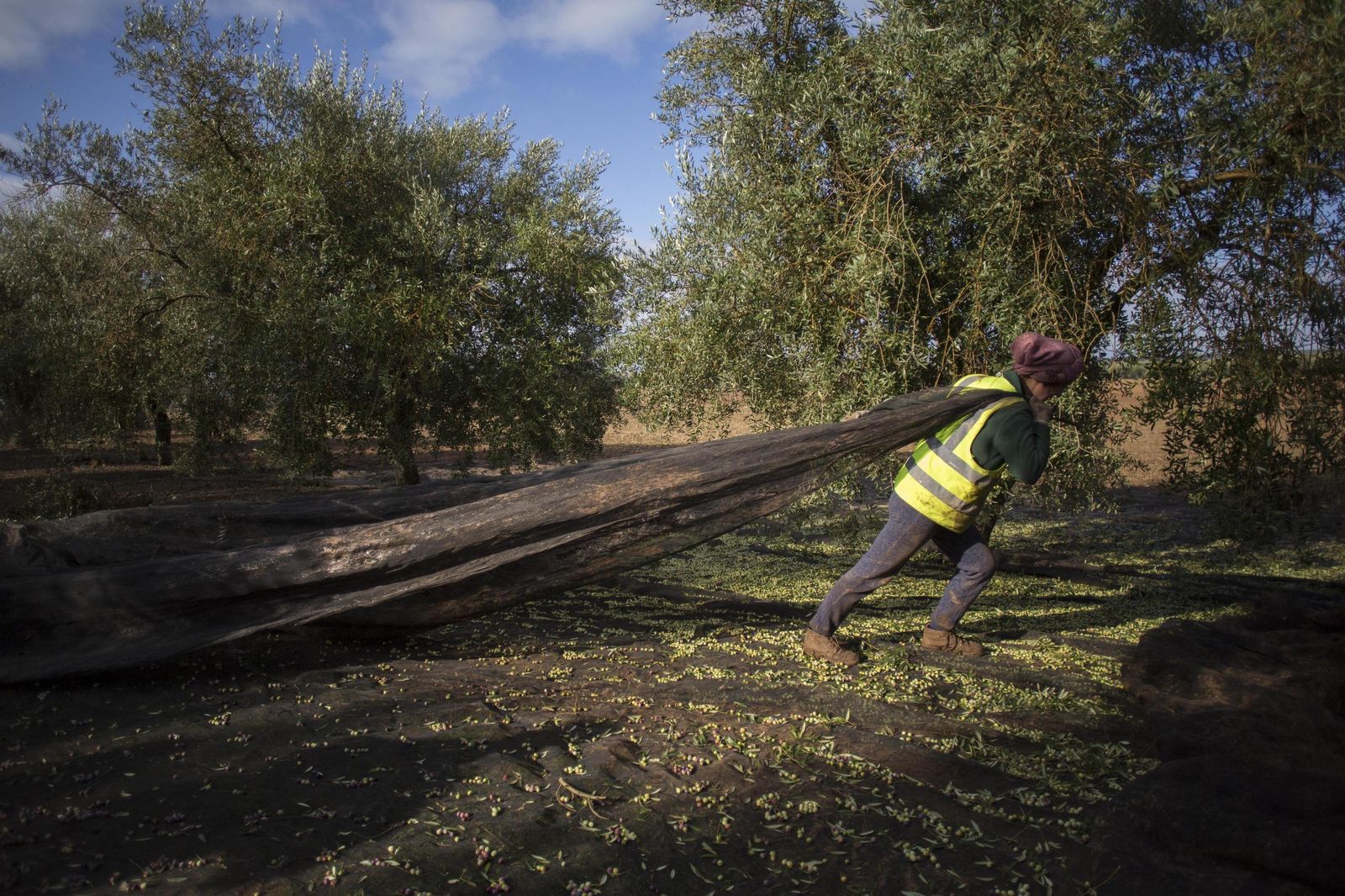 Un hombre recoge aceitunas en un olivar.