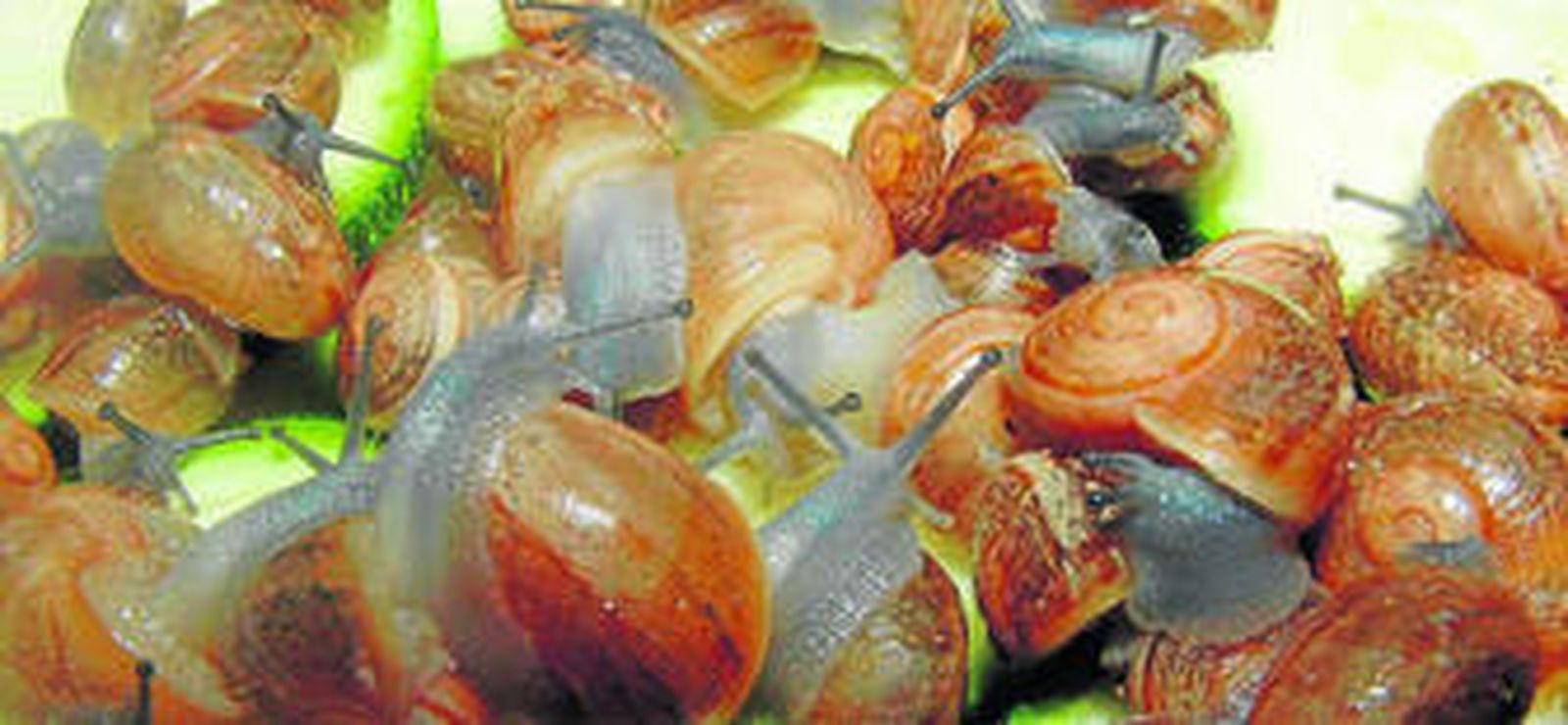 Cultivo de caracoles, un negocio en alza