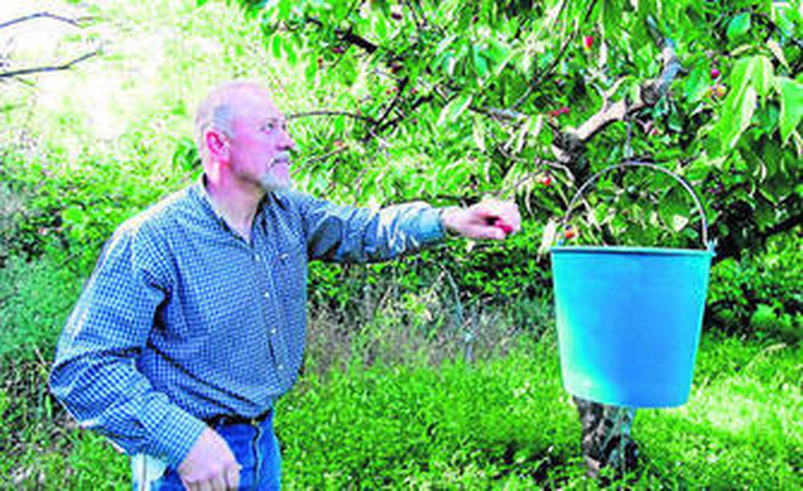Cultivo de cerezas en la localidad de Abrucena.