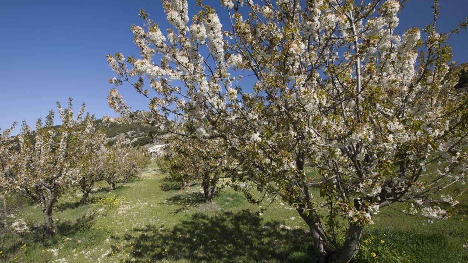 Los idílicos campos de cerezos en flor son una de las estampas primaverales más destacadas de la provincia. Los idílicos campos de cerezos en flor son una de las estampas primaverales más destacadas de la provincia.