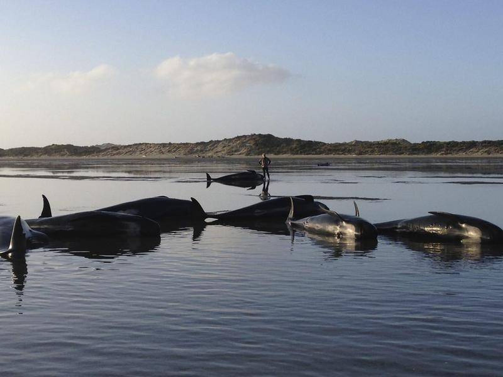Unas cincuenta ballenas se quedan varadas en una playa de Nueva Zelanda