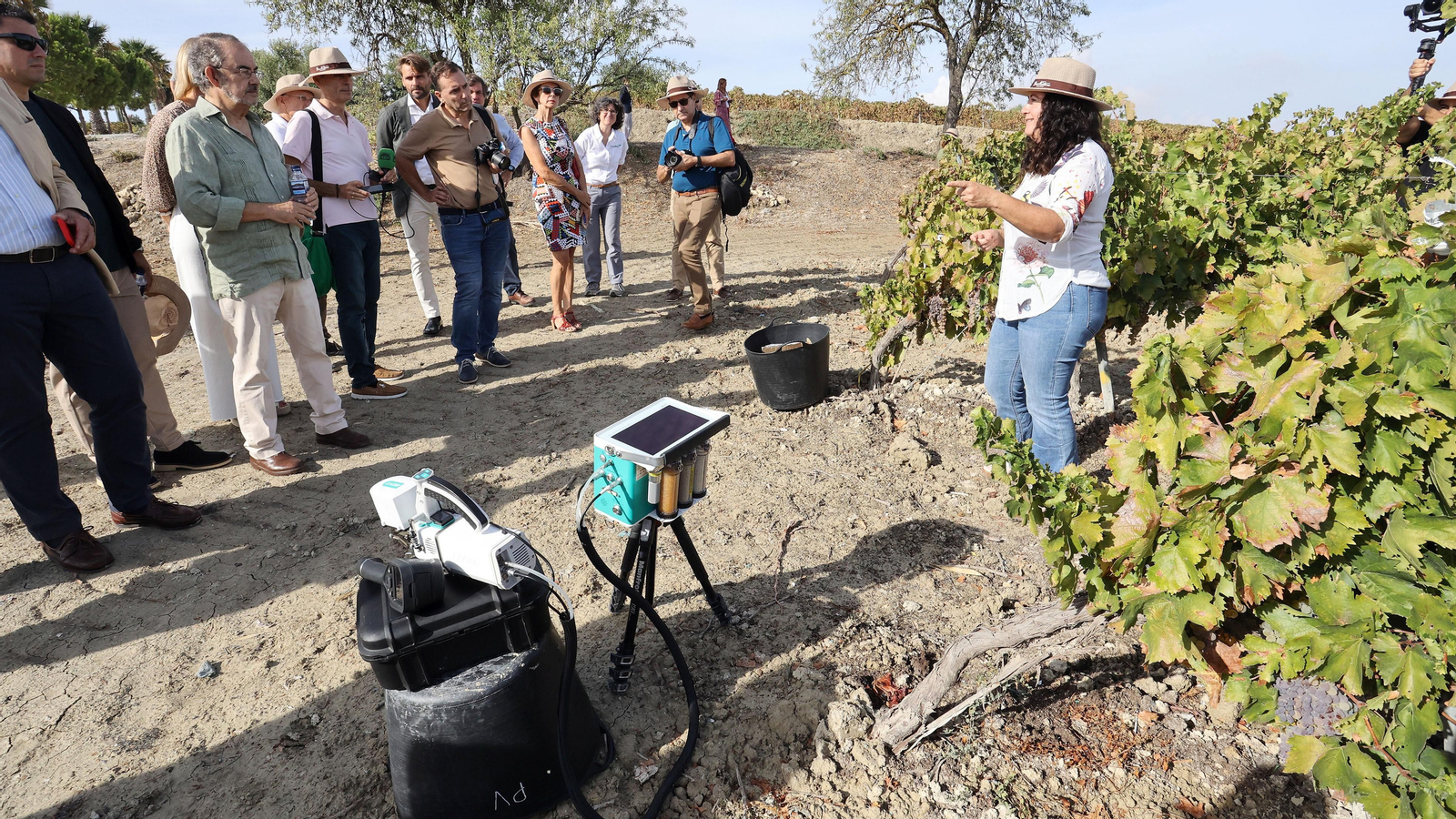 Vinos ecológicos con uva Pedro Ximénez