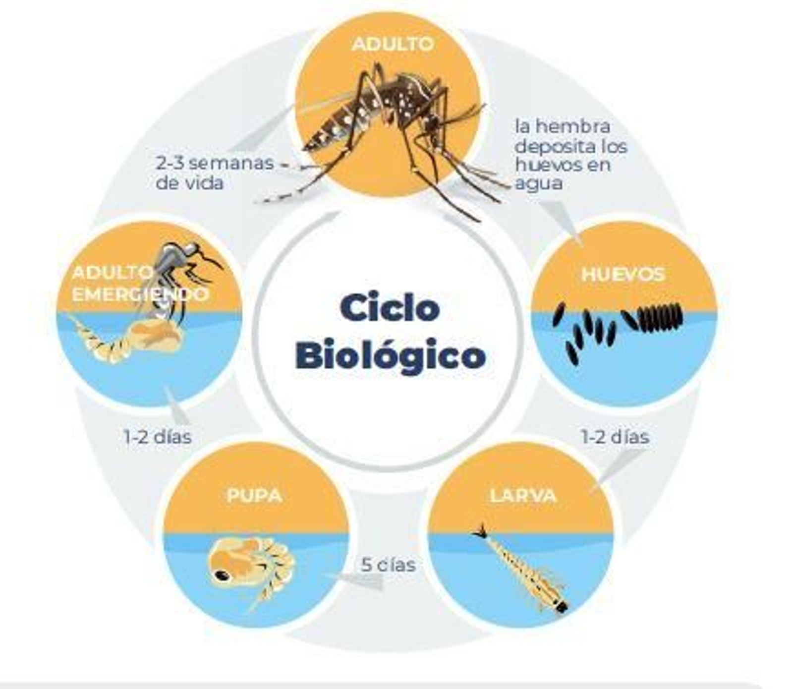Ciclo biológico del mosquito.