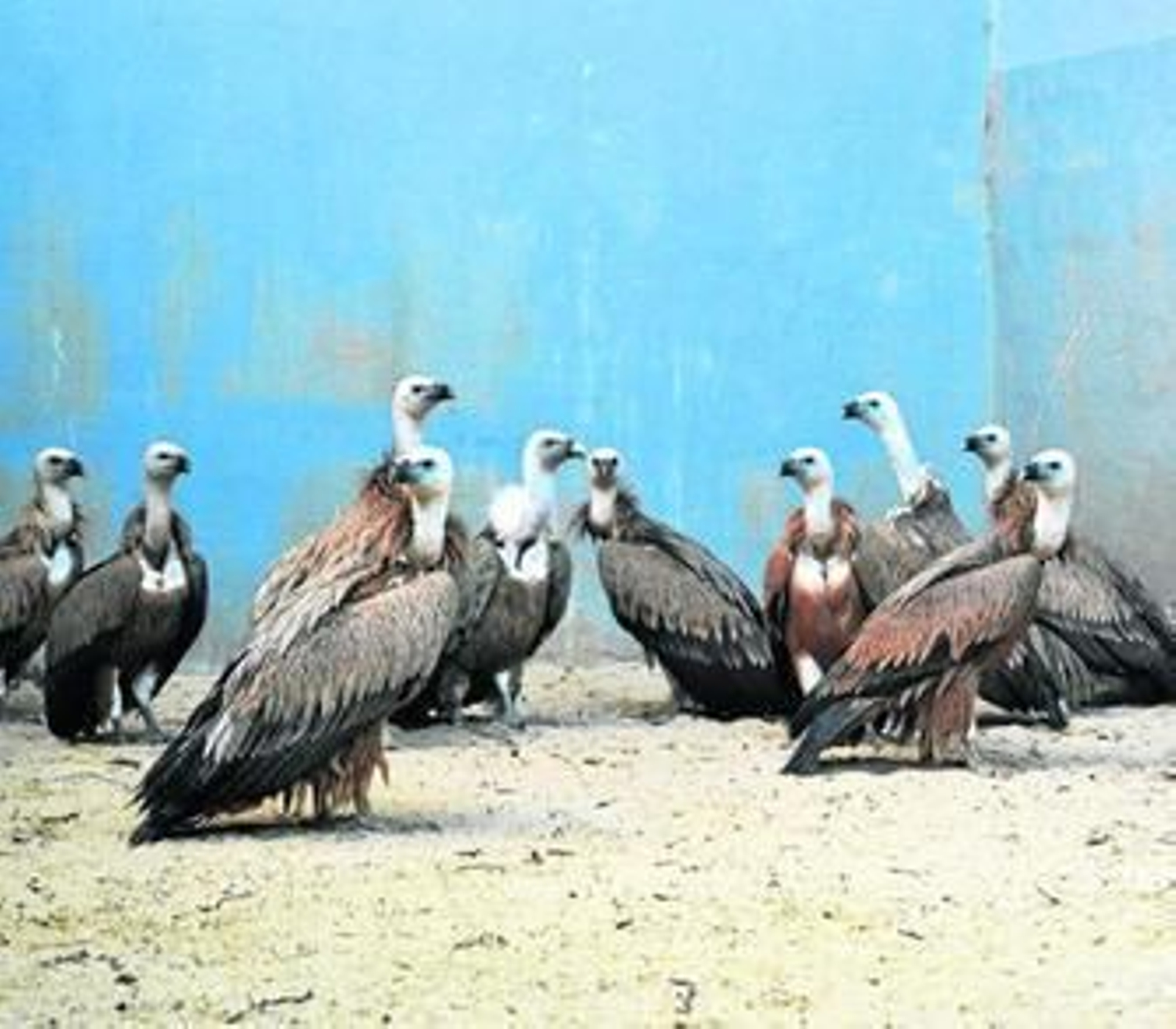 Algunos de los ejemplares de buitre leonado que han sido cedidos por la Junta al Gobierno búlgaro.